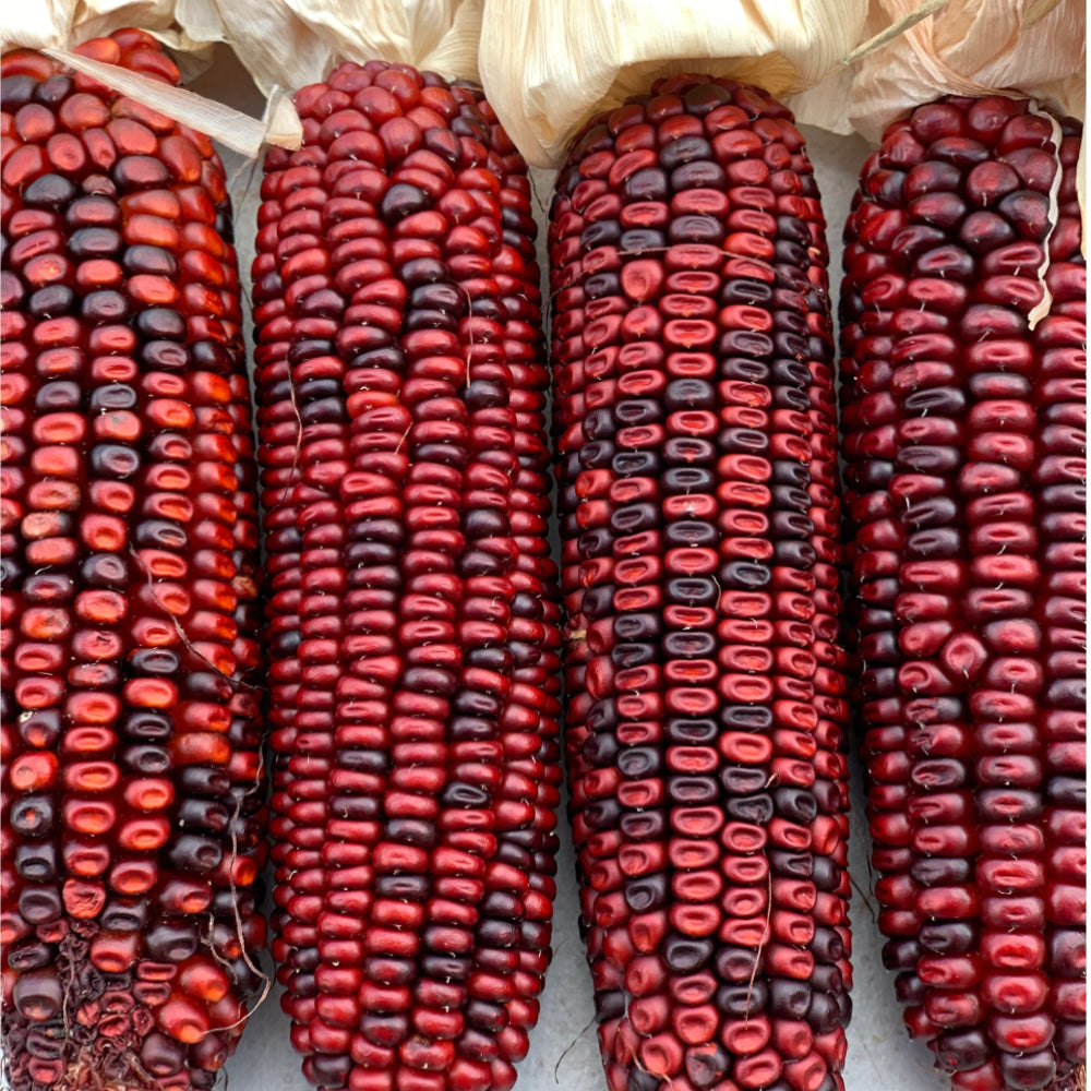 Corn Bloody Butcher (110 Days)