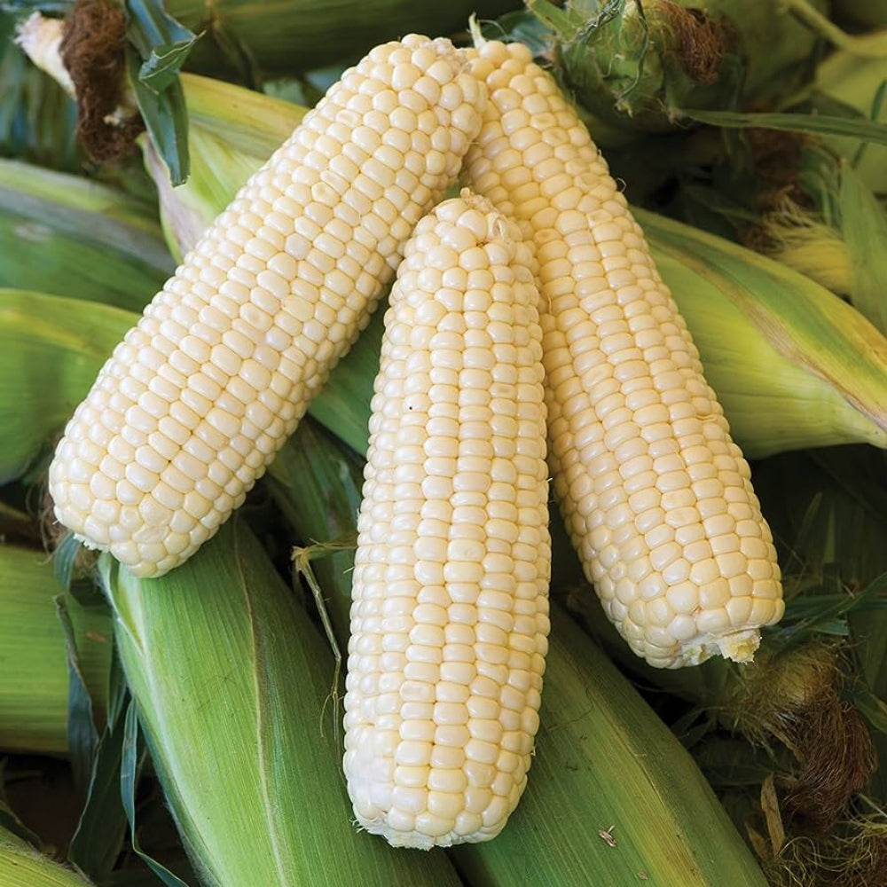 Corn Silver Queen Hybrid Sweet