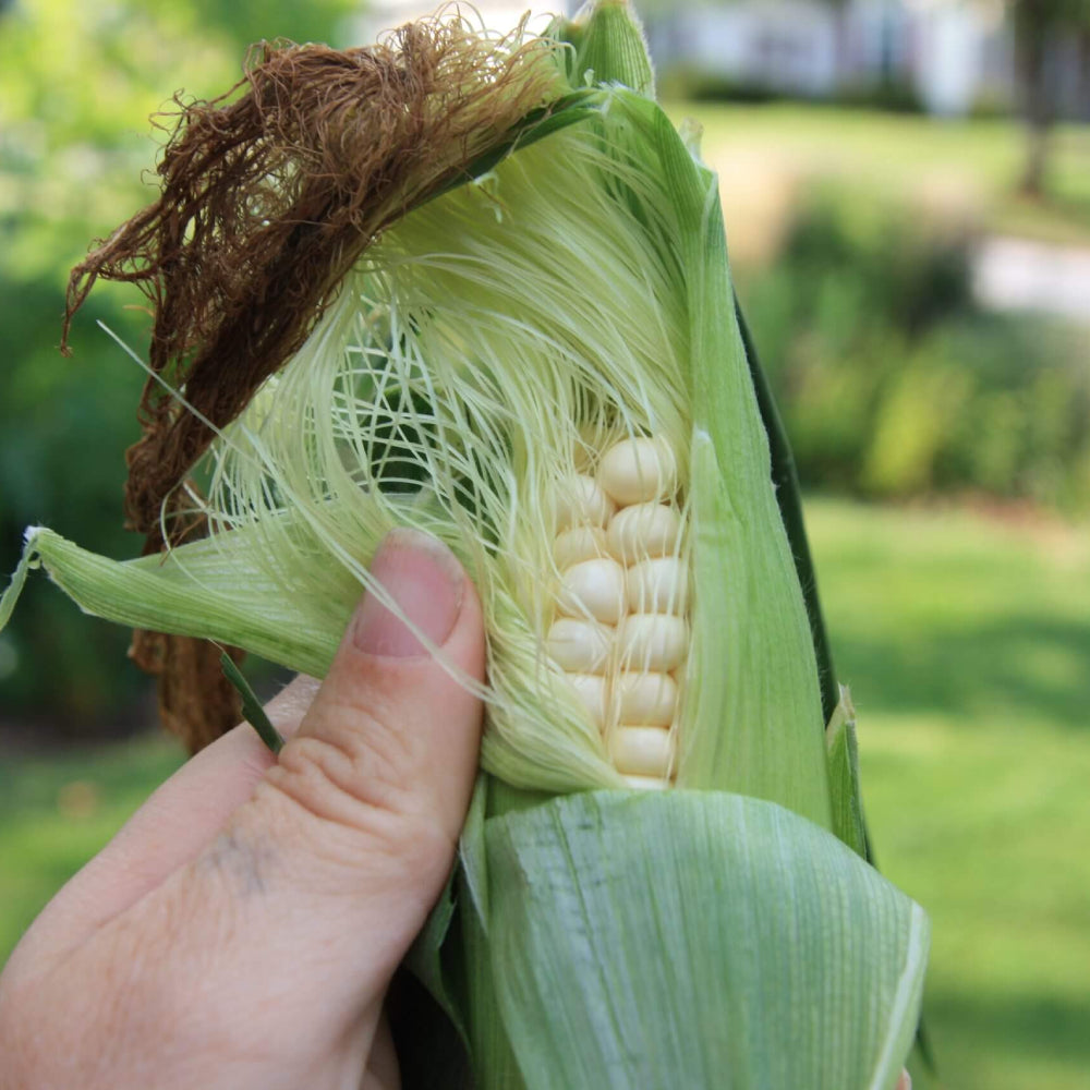 Corn Silver Queen Hybrid Sweet