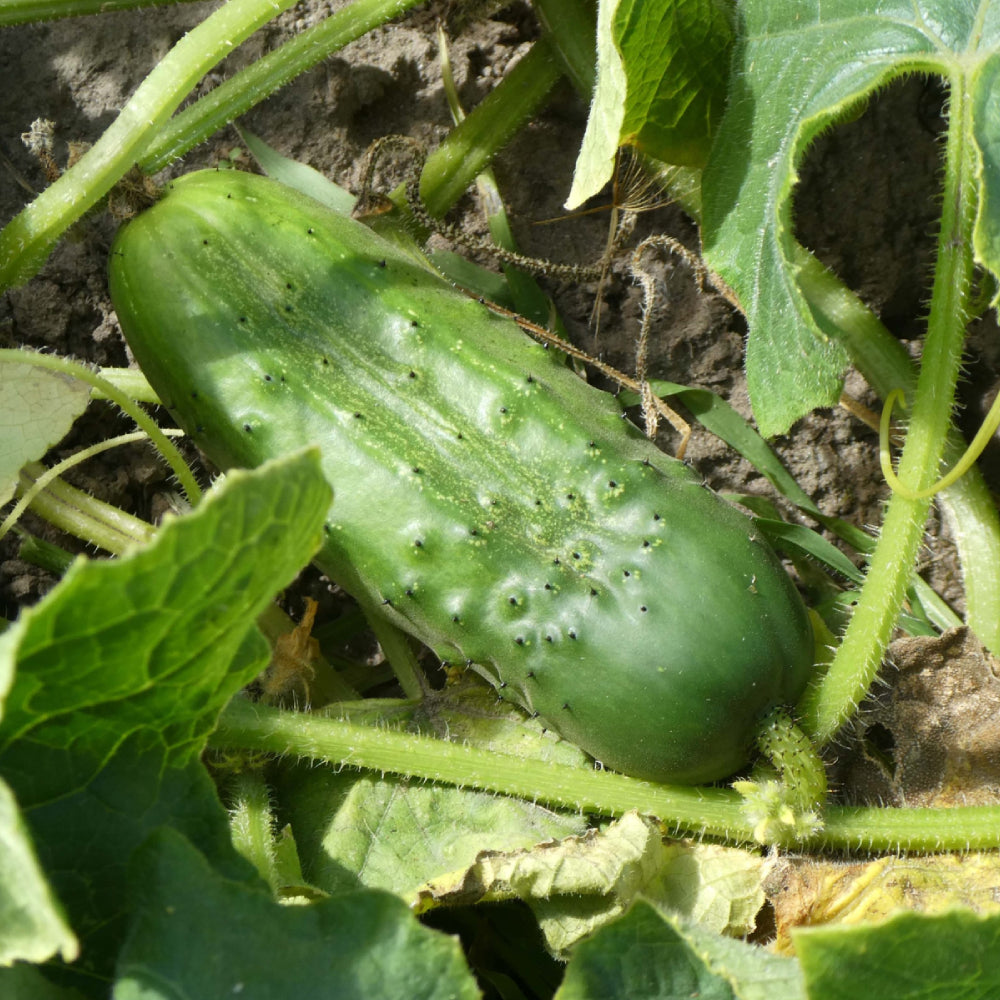 Cucumber National Pickling