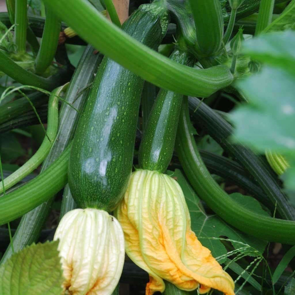 Dark Green Zucchini Summer Squash