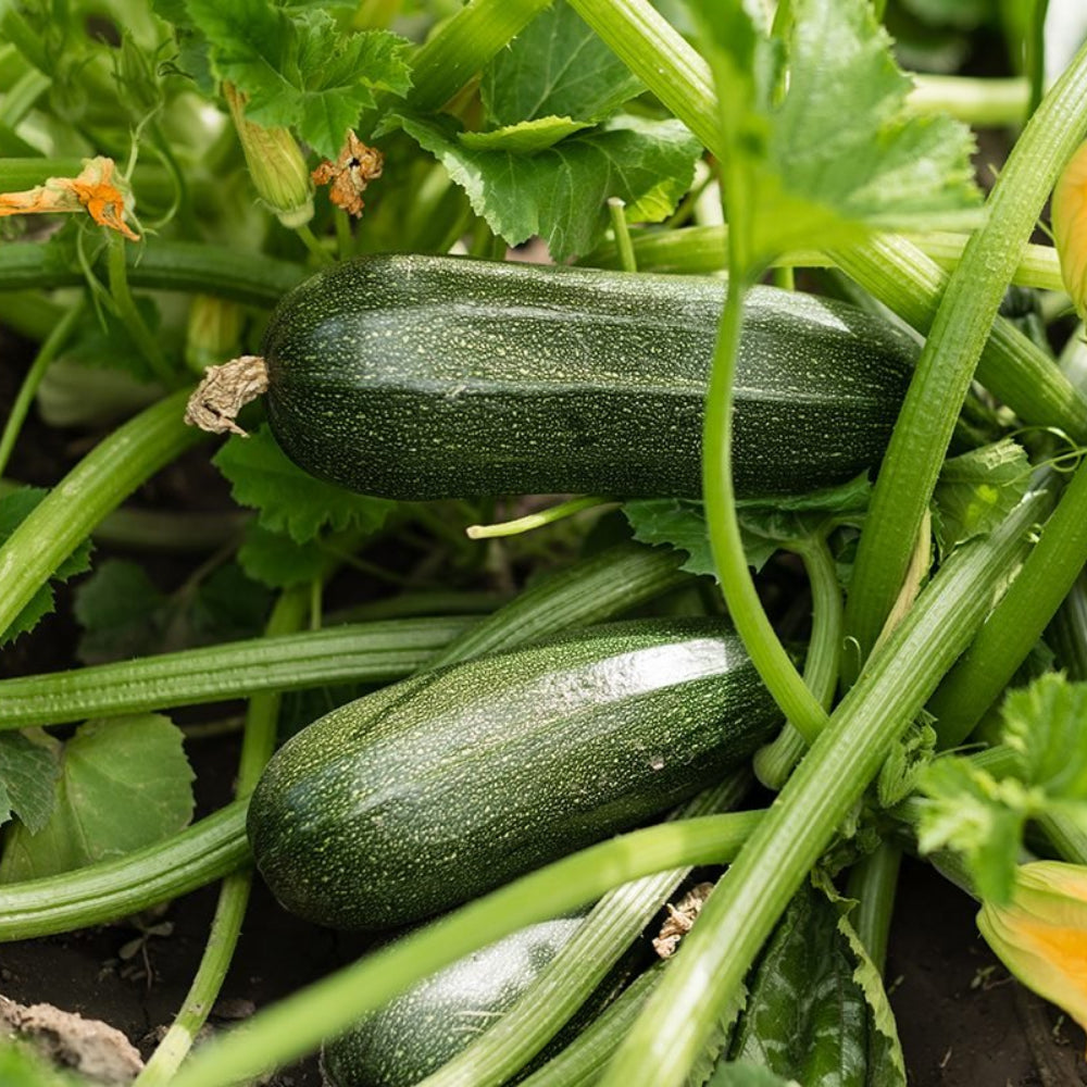 Dark Green Zucchini Summer Squash
