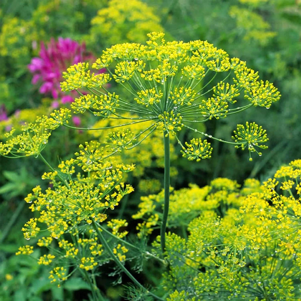 Dill Bouquet