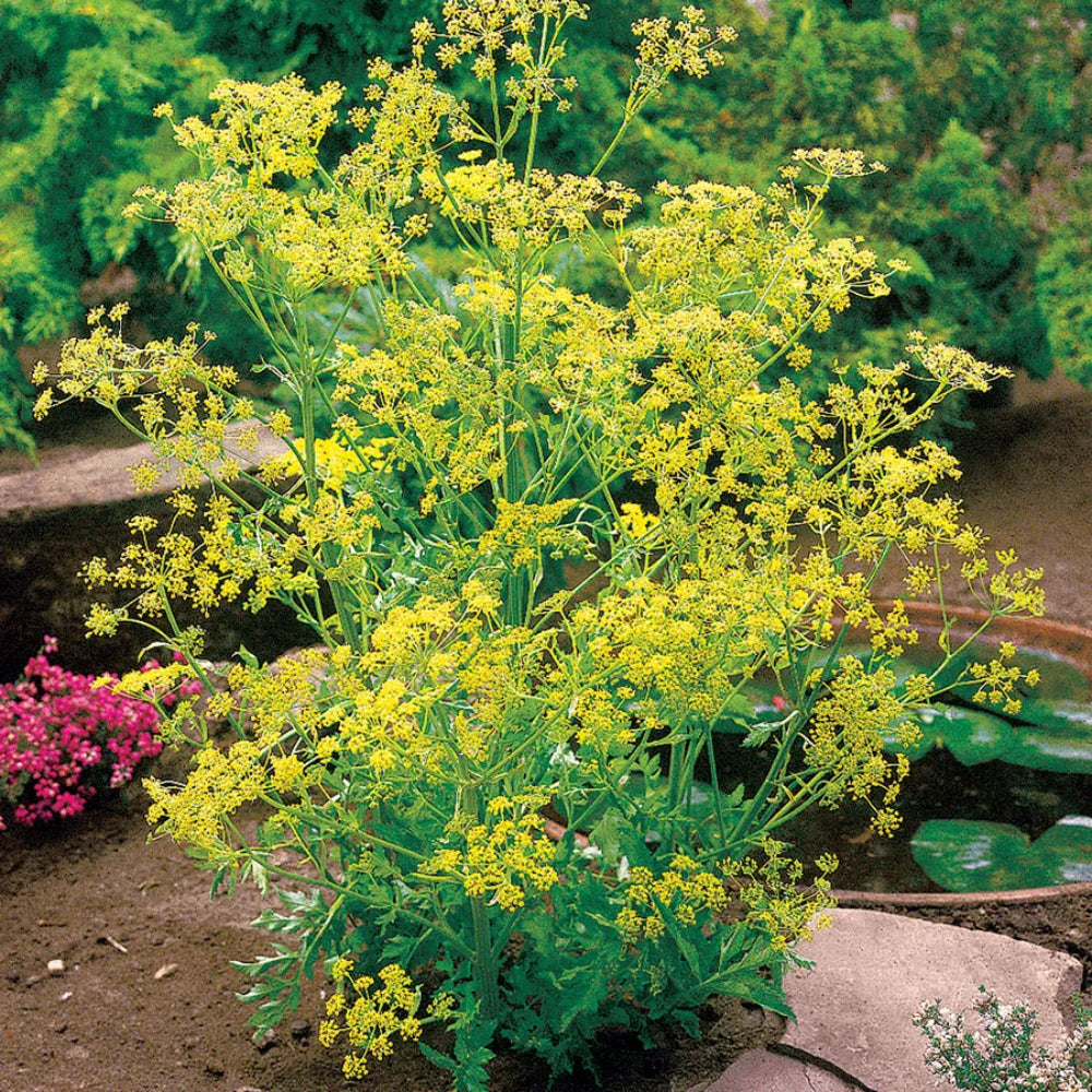 Dill Bouquet