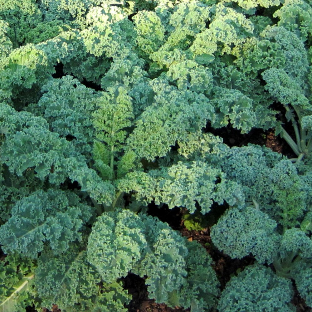 Dwarf Blue Curled Scotch Kale