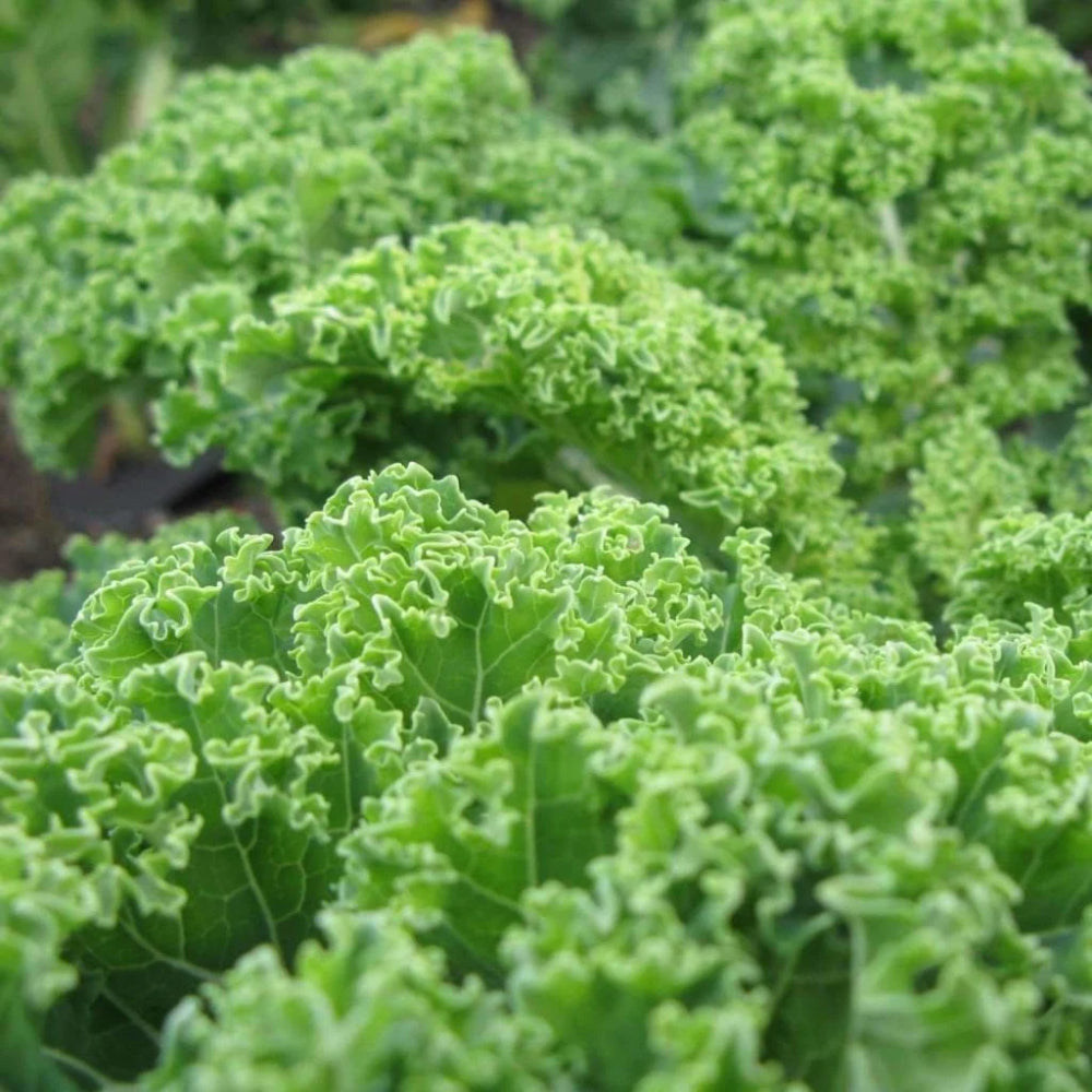 Dwarf Blue Curled Scotch Kale