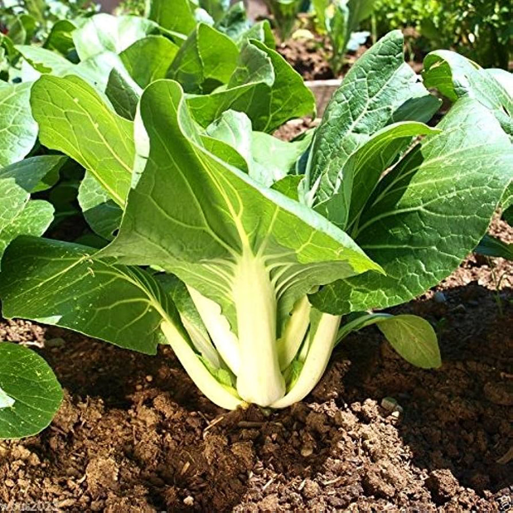 Dwarf Pak Choi - Baby Bok Choy