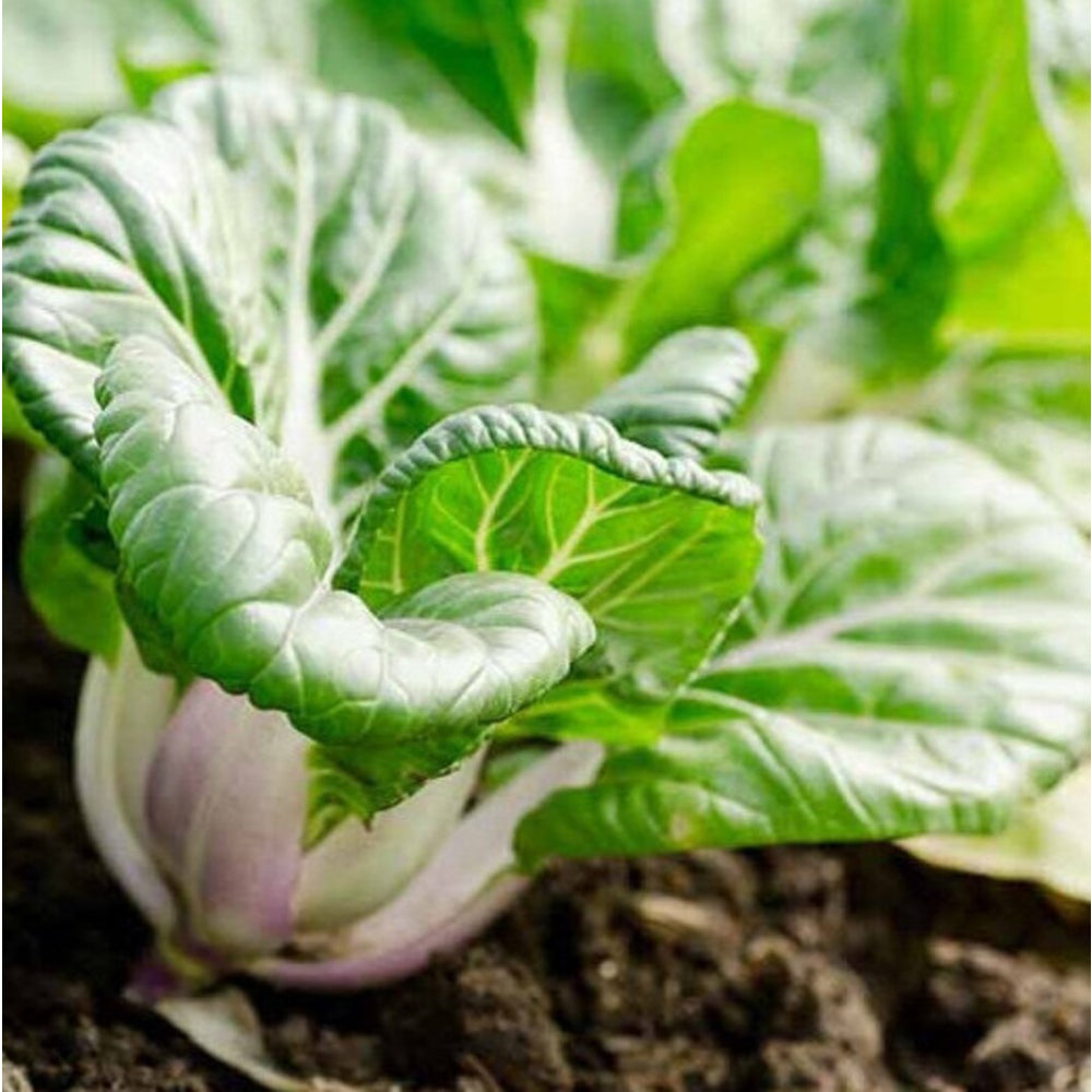 Dwarf Pak Choi - Baby Bok Choy