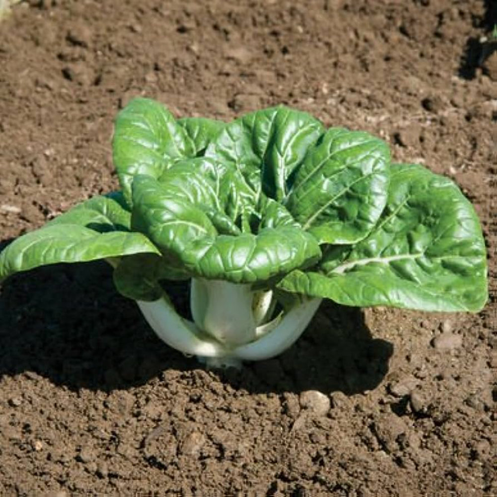 Dwarf Pak Choi - Baby Bok Choy