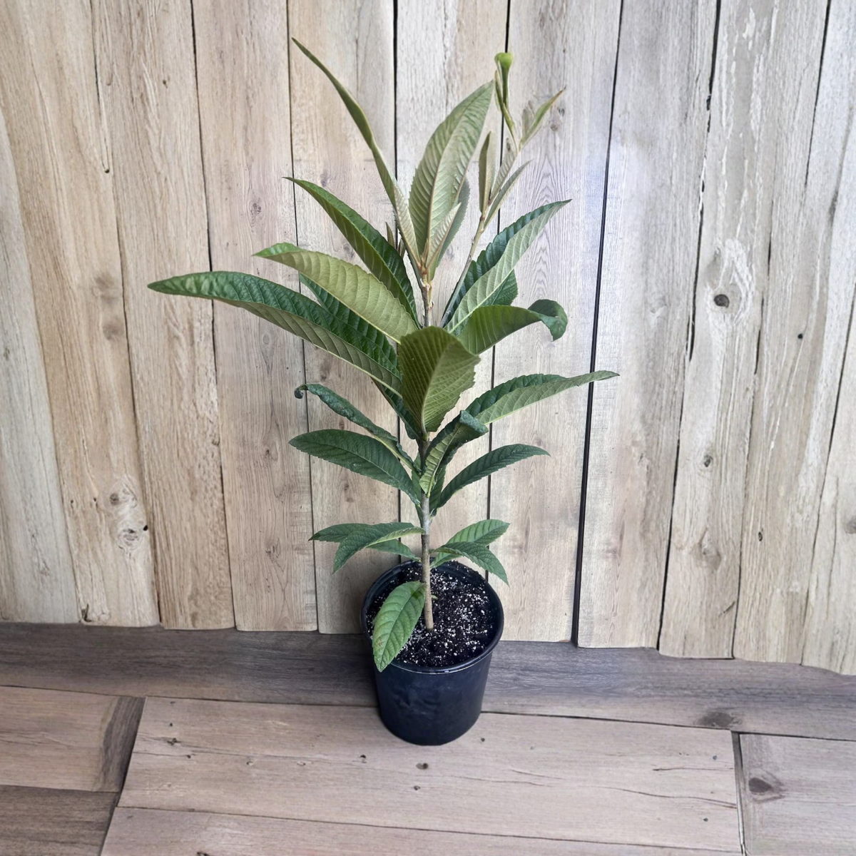Live Loquat Tree, Eriobotrya Japonica Fruit Plant, 10 Inch Pot, Japanese Plum Tree, Evergreen Fruit Tree for Home Garden
