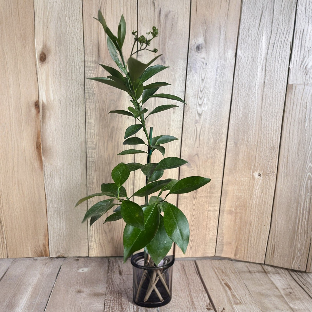 Grafted Kishu Mandarin Tree, Live Seedless Tangerine Plant, Half Gallon Pot, Sweet Mini Mandarin Citrus Tree, Florida Shipping Only