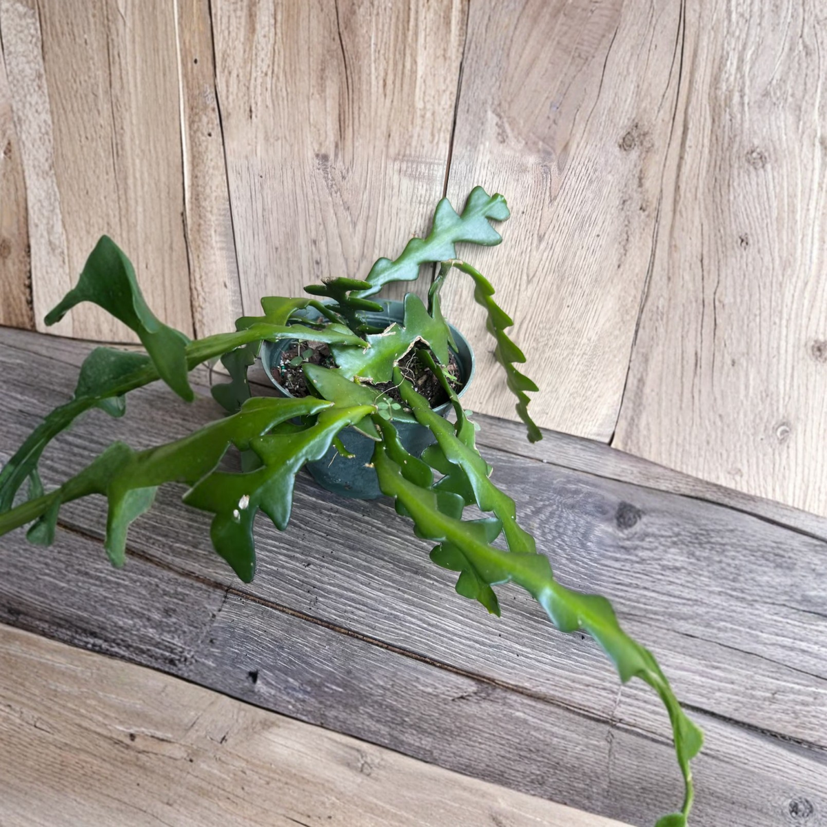 Ric Rac Cactus Live Plant, Disocactus Anguliger in 6 Inch Pot, Fishbone Zig Zag Cactus, Trailing Tropical Houseplant
