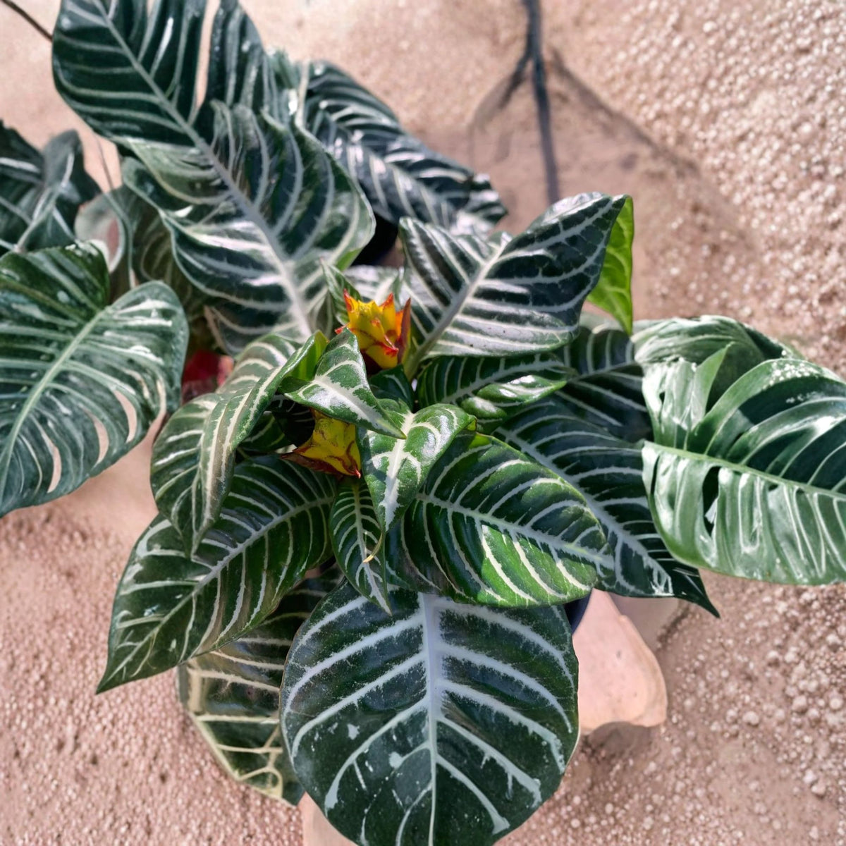 Zebra Plant Live Houseplant – 6–8 Inches Tall, 6-Inch Pot (Aphelandra squarrosa)