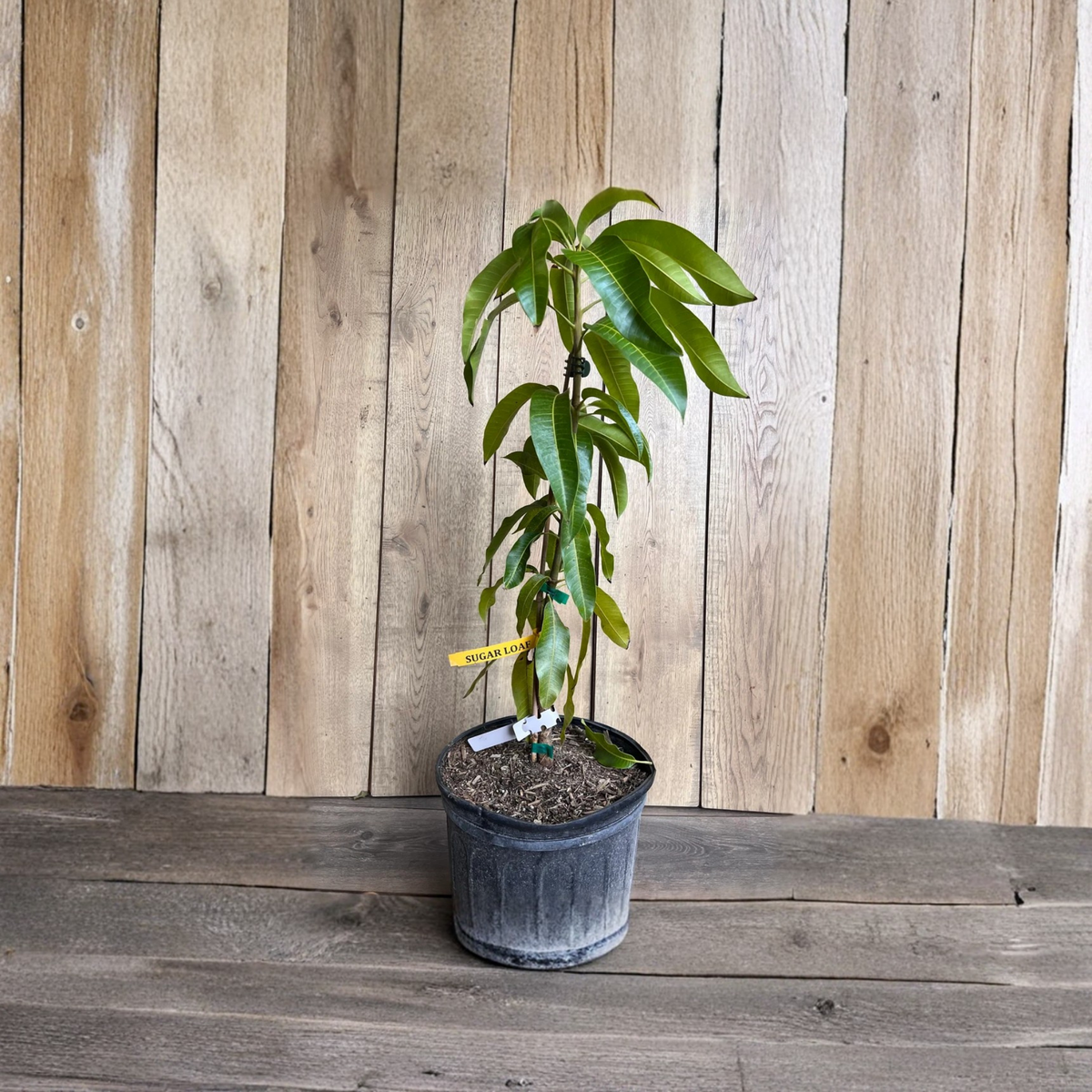 Sugar Loaf Mango Tree, Grafted Live Mango Plant, Fiberless Tropical Fruit Tree, Coconut Pineapple Flavor, 3 Gallon Pot