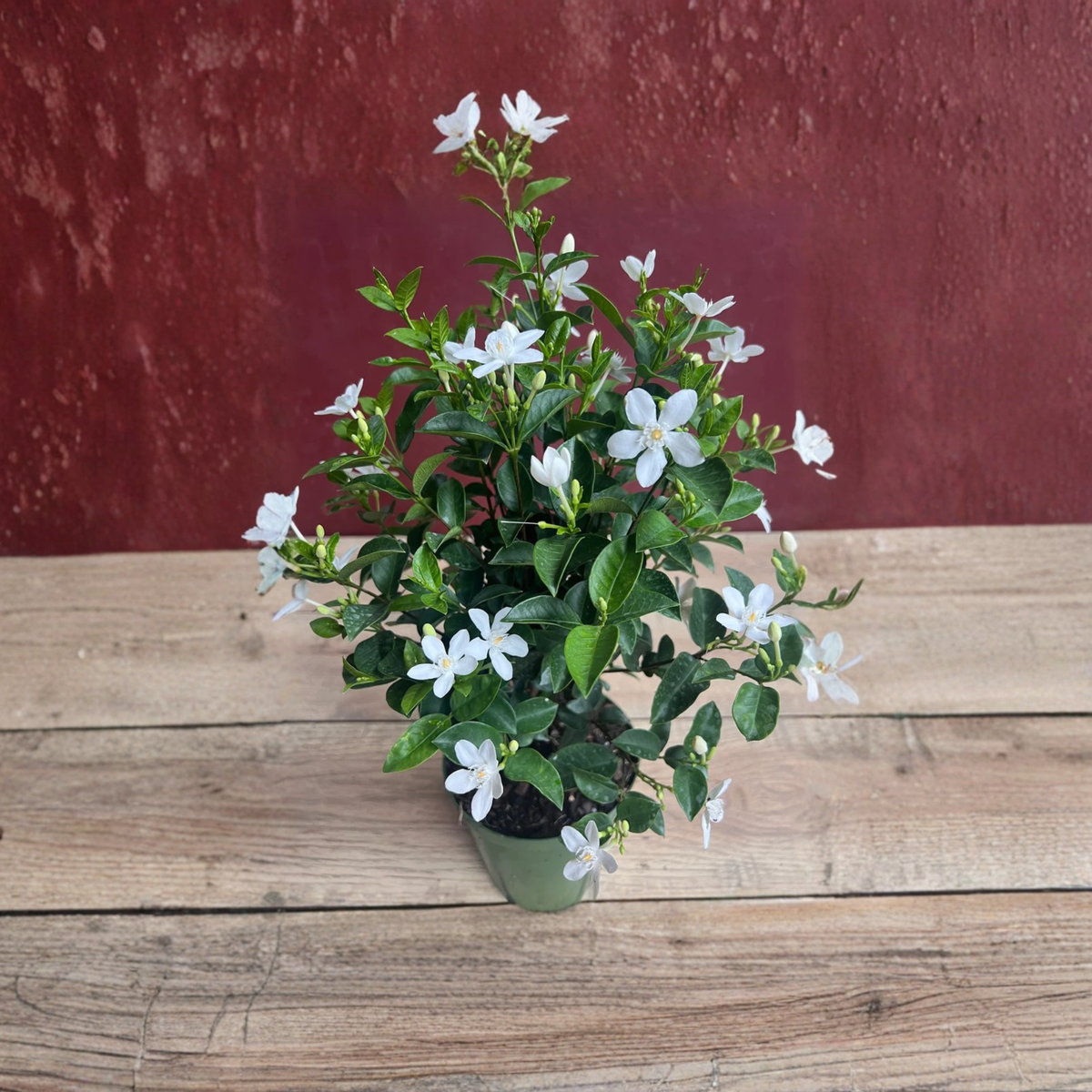 Asian Snow Jasmine Live Plant in 6 Inch Pot, Wrightia Antidysenterica, White Star Flowering Shrub, Tropical Garden Plant