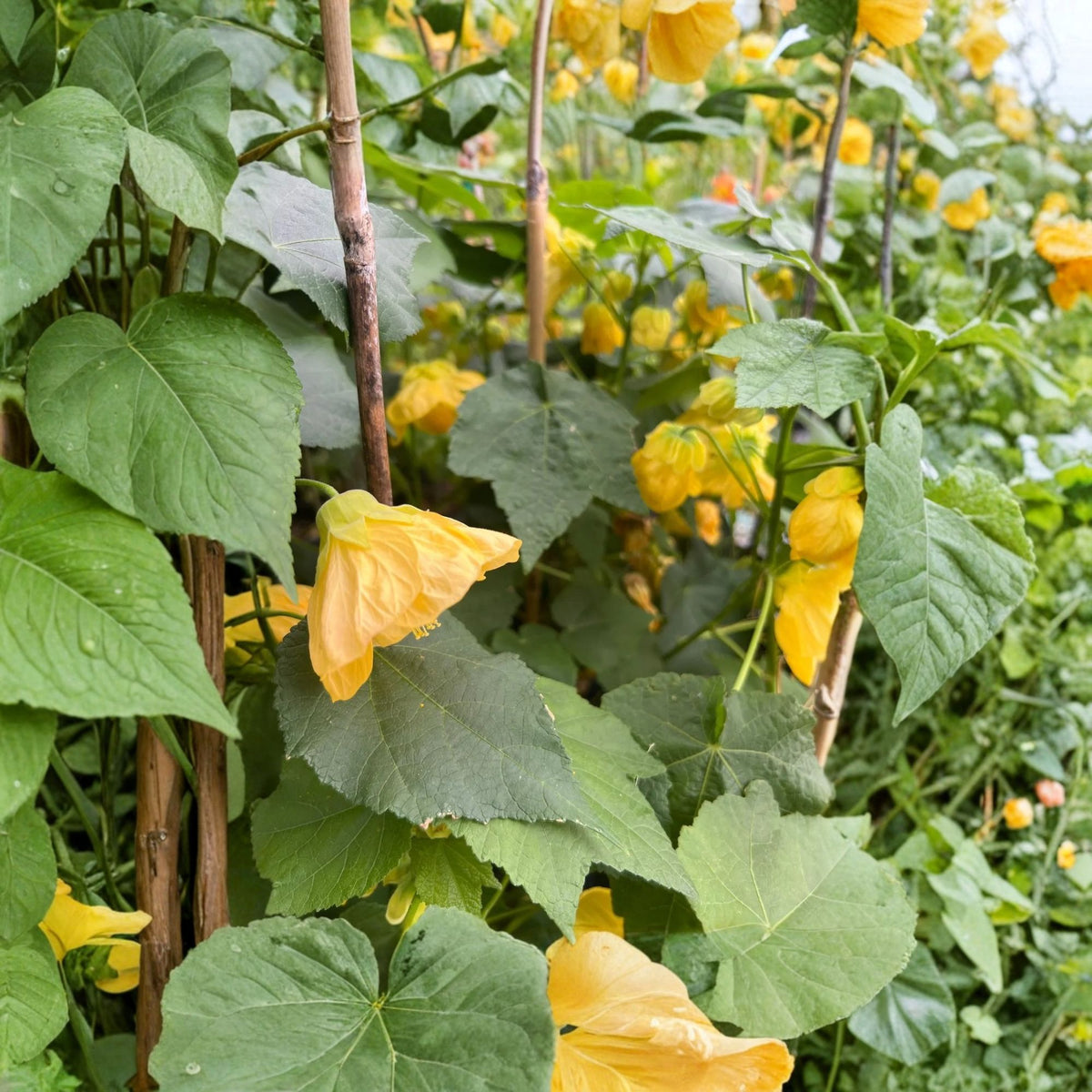 Golden Ballerina Abutilon Live Plant – 1 Foot Tall, 1-Gallon Pot