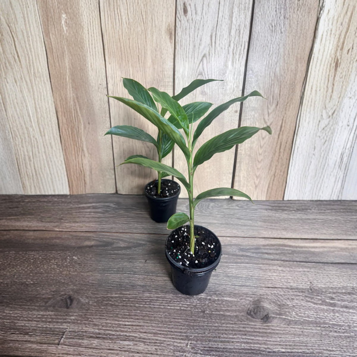 Red Hawaiian Ginger Live Plant, Alpinia Purpurata, Tropical Flowering Ginger, Red Flower Spike Plant, 4 Inch Potted Plant