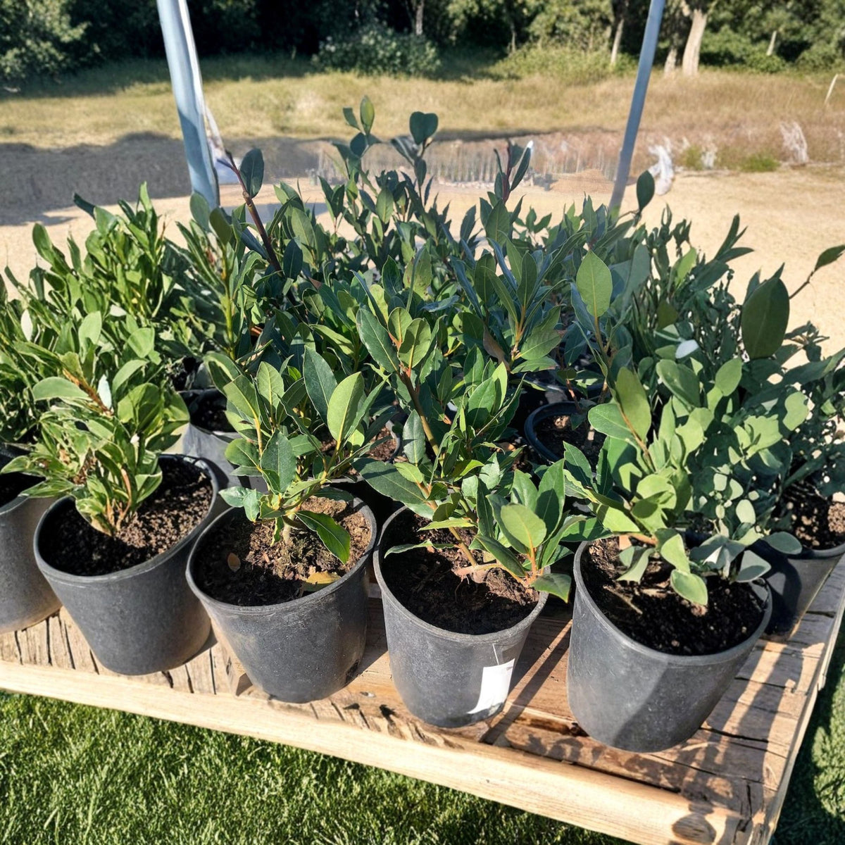 Bay Laurel Live Plant, Sweet Bay Tree, Laurus Nobilis, 1 Ft Tall, 6 Inch Pot, Culinary Herb, Evergreen Bay Leaf Plant