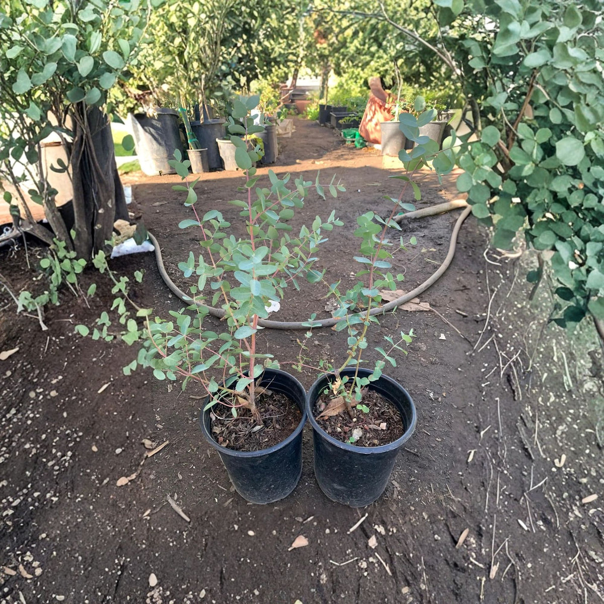 Silver Drop Eucalyptus Live Plant – 1 Foot Tall, 6-Inch Pot (Eucalyptus gunnii)