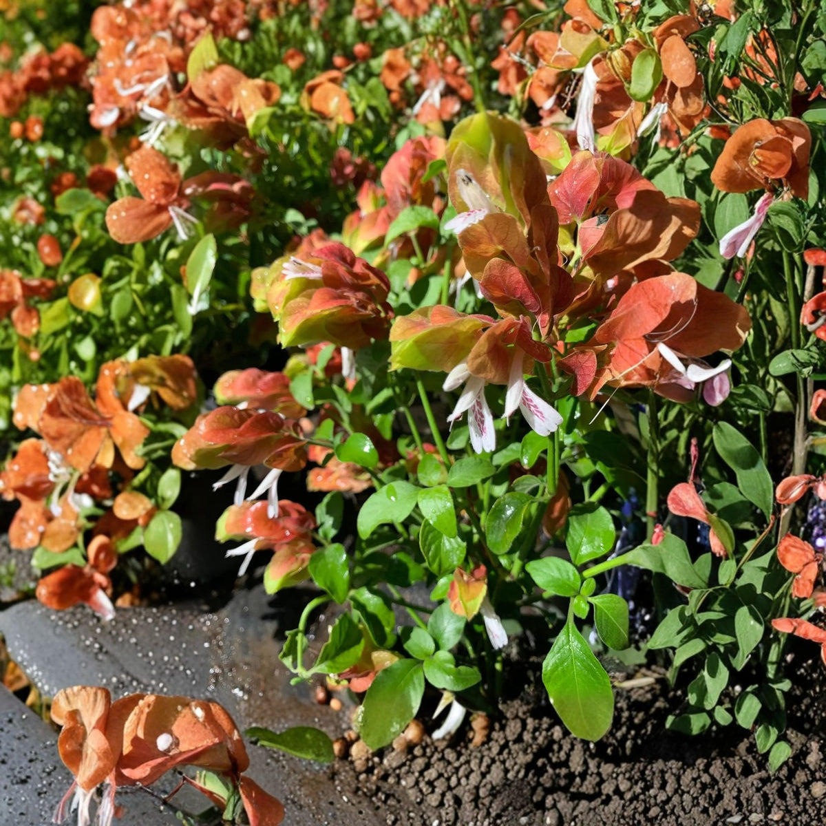 Shrimp Plant Live Flowering Plant – 1 Foot Tall, 6-Inch Pot (Justicia brandegeeana)