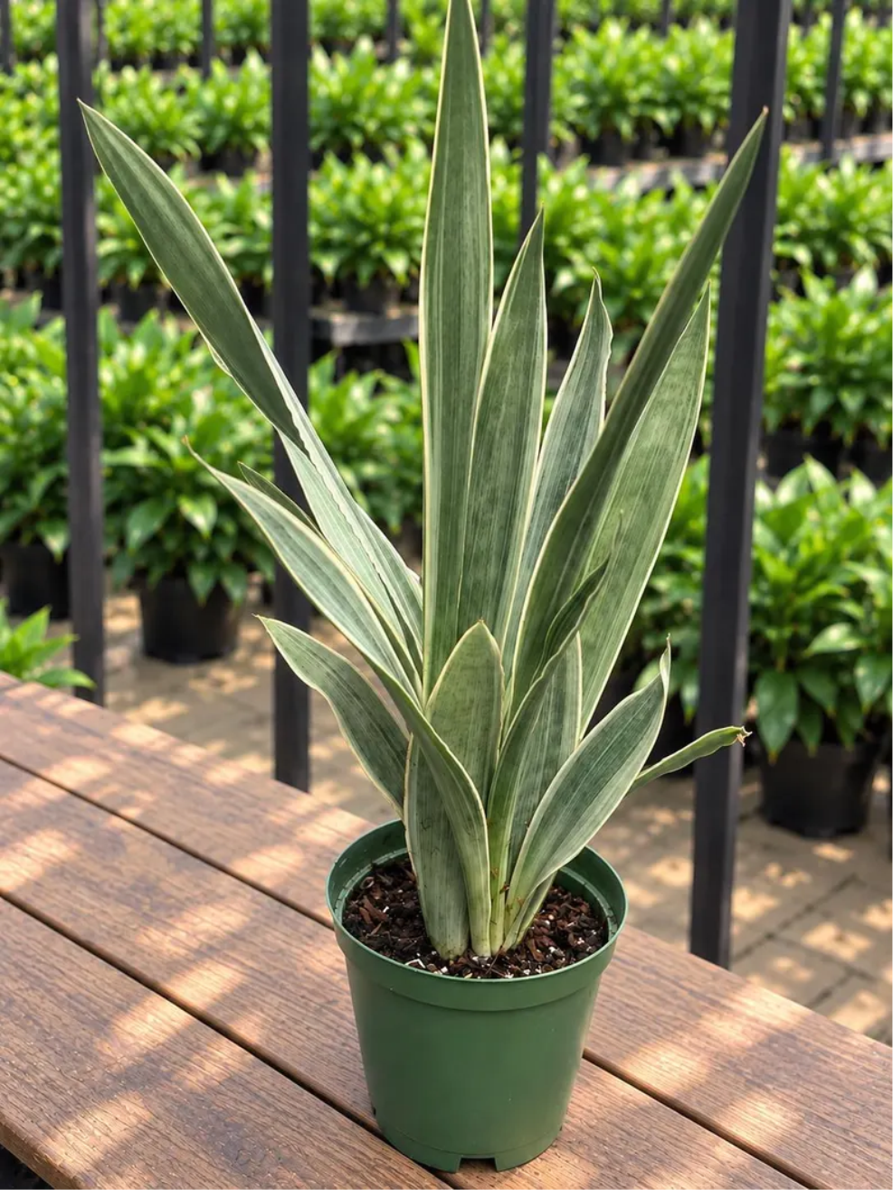 Sansevieria Sayuri Live Plant in 6 Inch Pot, Silver Green Snake Plant, Low Maintenance Indoor Houseplant, Modern Tropical Decor