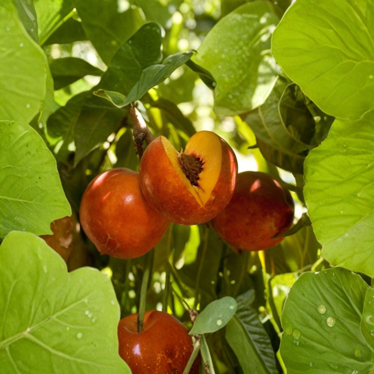 Double Delight Nectarine Tree, Live Fruit Tree, 2–3 Ft Tall, Sweet Yellow Freestone Fruit, Double Pink Spring Flowers