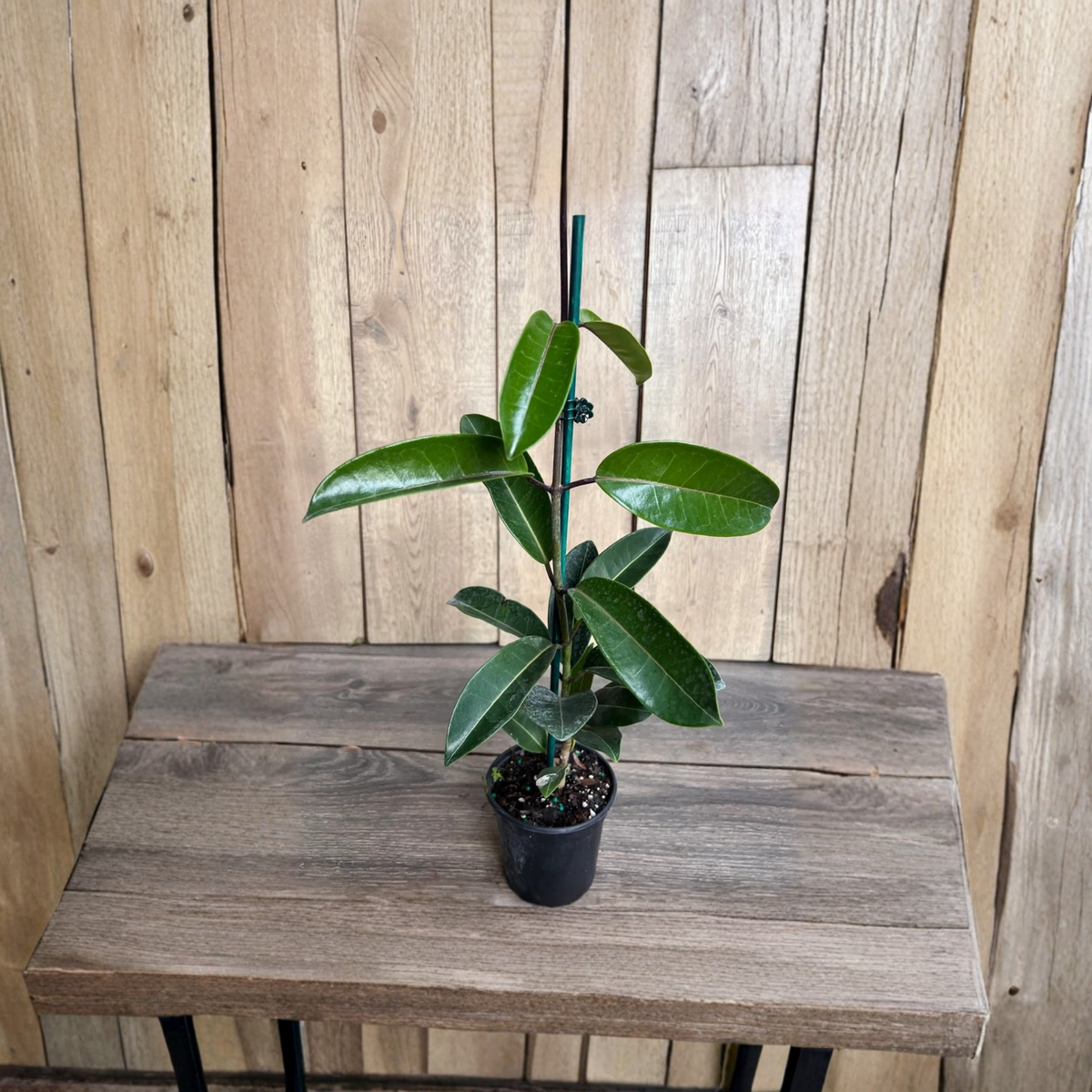 Madagascar Jasmine Live Plant, Stephanotis Floribunda, Fragrant White Flowers, Bridal Bouquet Vine, Wedding Flower Plant, 6 Inch Pot