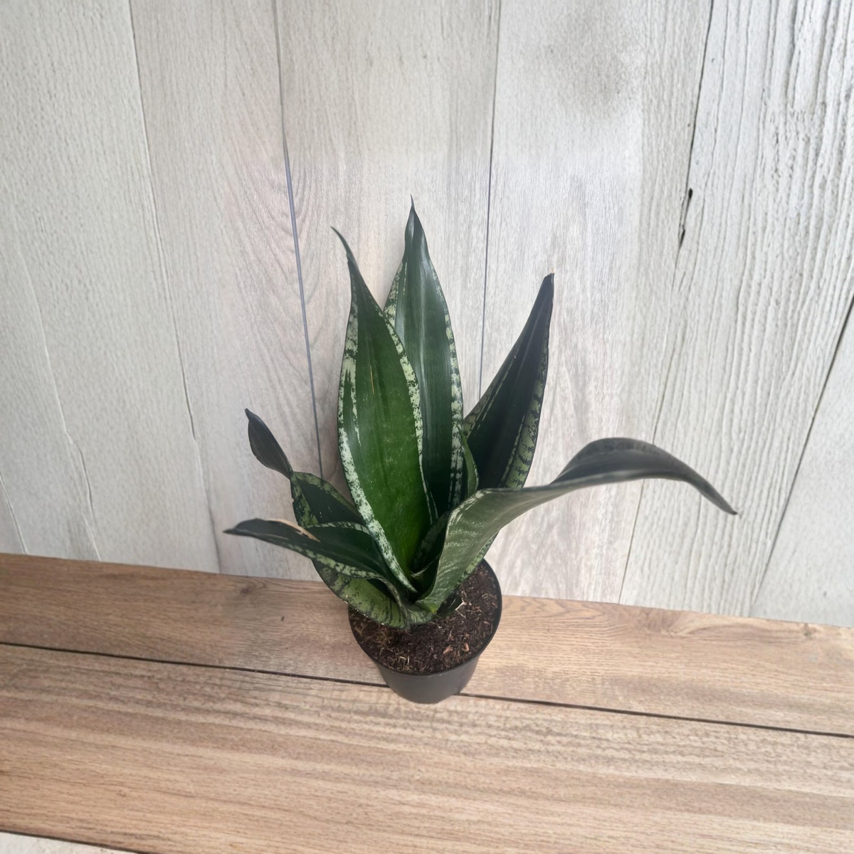 Sansevieria Whitney Silver Flame Live Plant, Snake Plant in 6 Inch Pot, Silver Green Foliage, Low Maintenance Indoor Houseplant