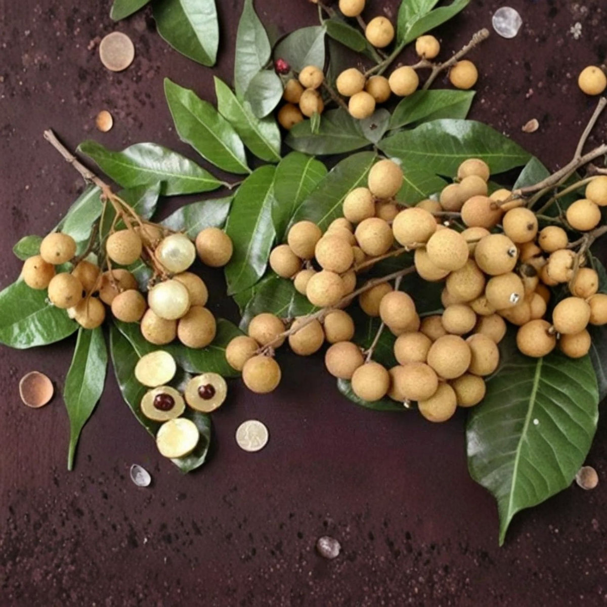 Air-Layered Longan Fruit Tree – 3–4 Feet Tall, Thick Trunk