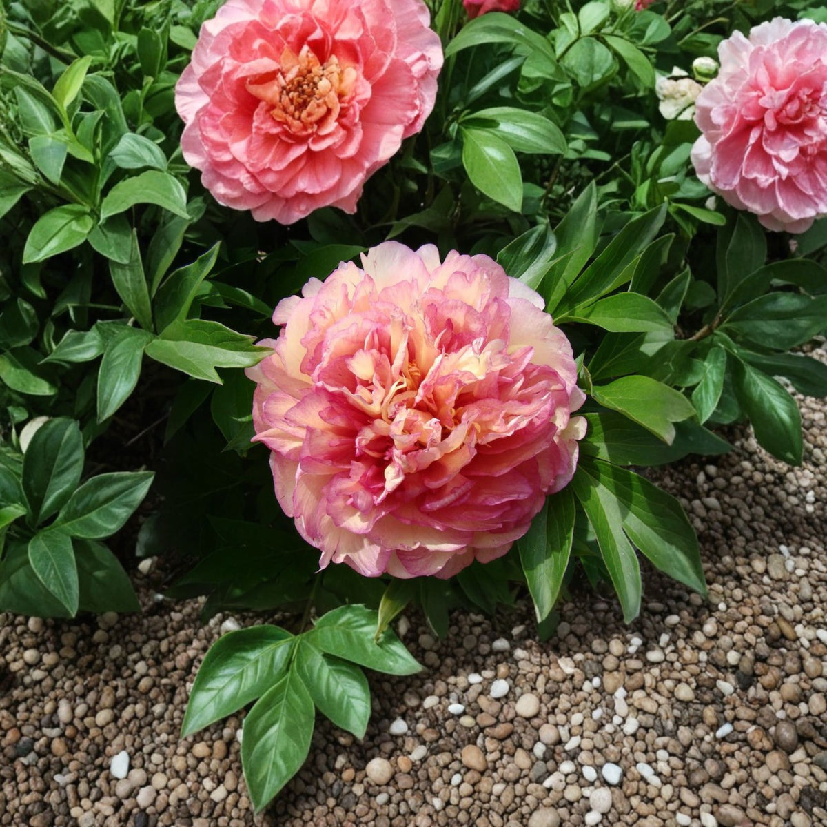 Garden Candy Simply Scrumptious Itoh Peony Live Plant, 1 Ft Tall, 6 Inch Pot, Peach Pink Flowers, Perennial Garden Flower