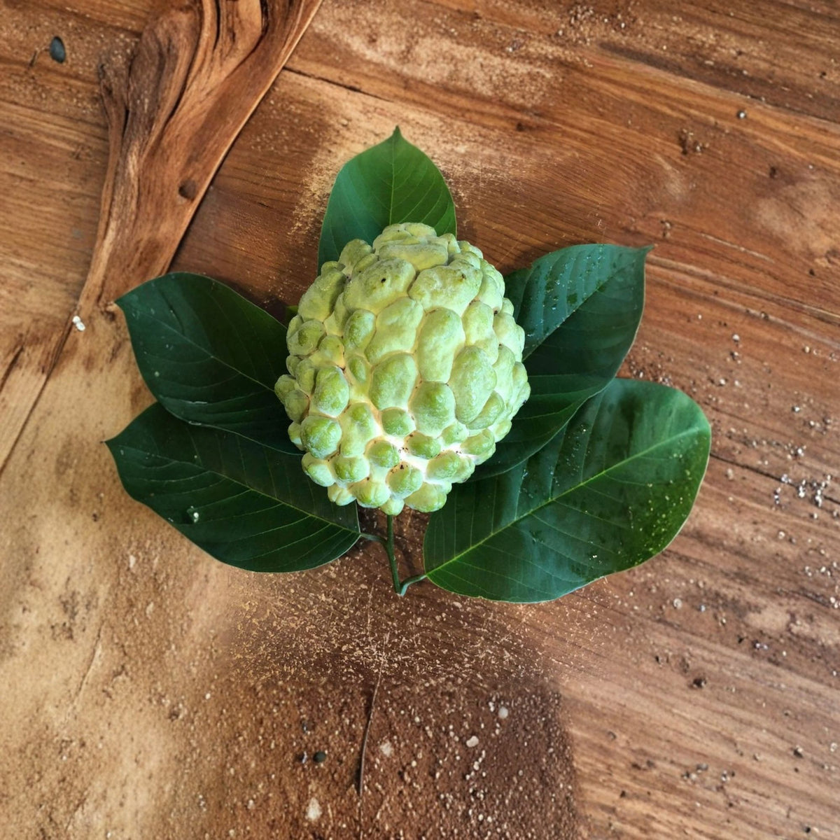 Atemoya Priestly Live Fruit Tree, 2 Ft Tall, Rooted Tropical Fruit Plant, Annona Hybrid, Home Orchard Tree