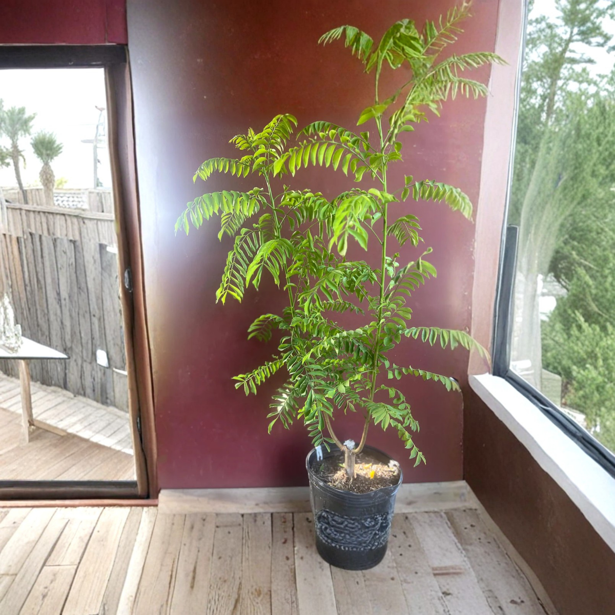 Red Spanish Hog Plum Live Tree, Spondias Purpurea, Jocote Rojo, Ciruela, Tropical Fruit Tree, Mombin Plant in 10 Inch Pot