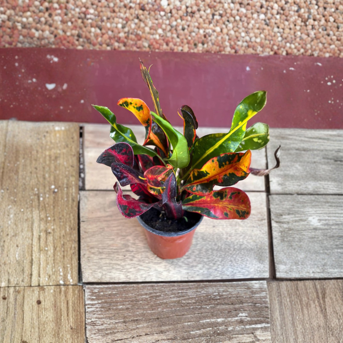 Croton Mammy Live Plant in 4 Inch Pot, Colorful Twisted Foliage, Tropical Indoor Houseplant, Codiaeum Variegatum Ornamental Plant