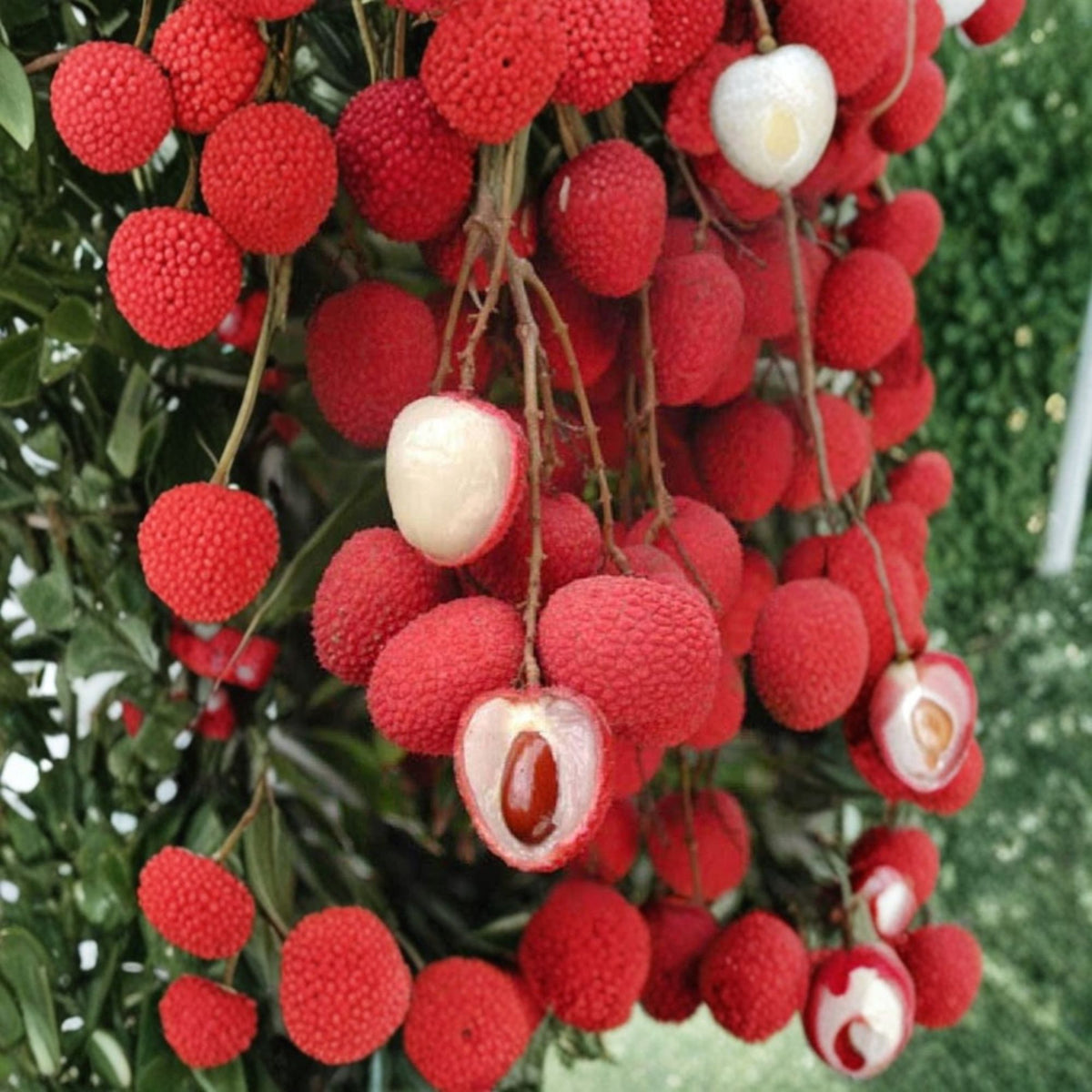 Mauritius Lychee Live Fruit Tree, Air Layered Plant, 2–3 Ft Tall, 3 Gallon Pot, Rooted Tropical Tree