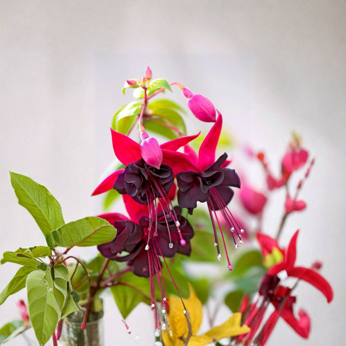 Blacky Fuchsia Live Plant – 1 Foot Tall, 6-Inch Pot (Fuchsia)