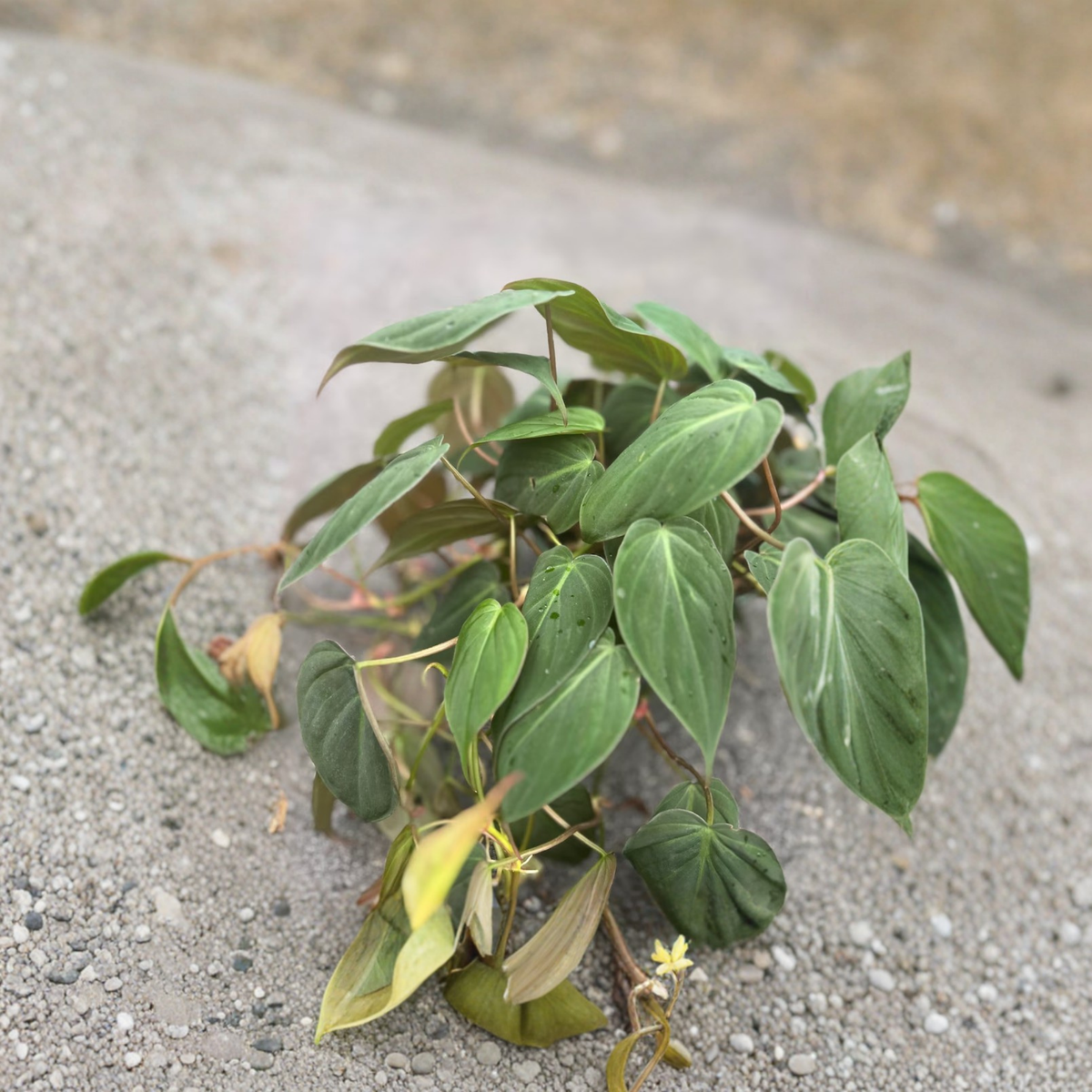 Philodendron Micans Live Plant in 6 Inch Pot, Velvet Leaf Trailing Houseplant, Heart Shaped Foliage, Indoor Tropical Plant