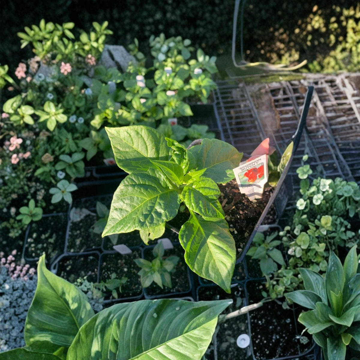 Scorpion Butch T Pepper Live Plant – 1 Plant in 3-Inch Pot (Capsicum chinense)