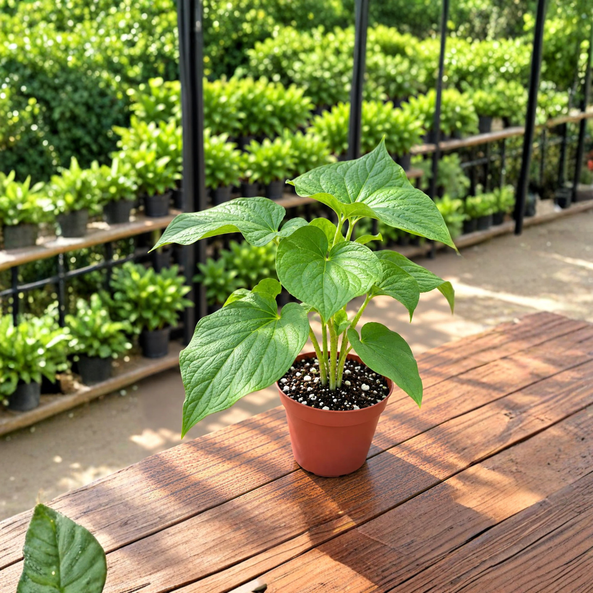 Isa Kava Kava Live Plant in 4 Inch Pot, Piper methysticum ‘Isa’, Rare Tropical Foliage Plant, Heart Shaped Leaves, Kava Plant