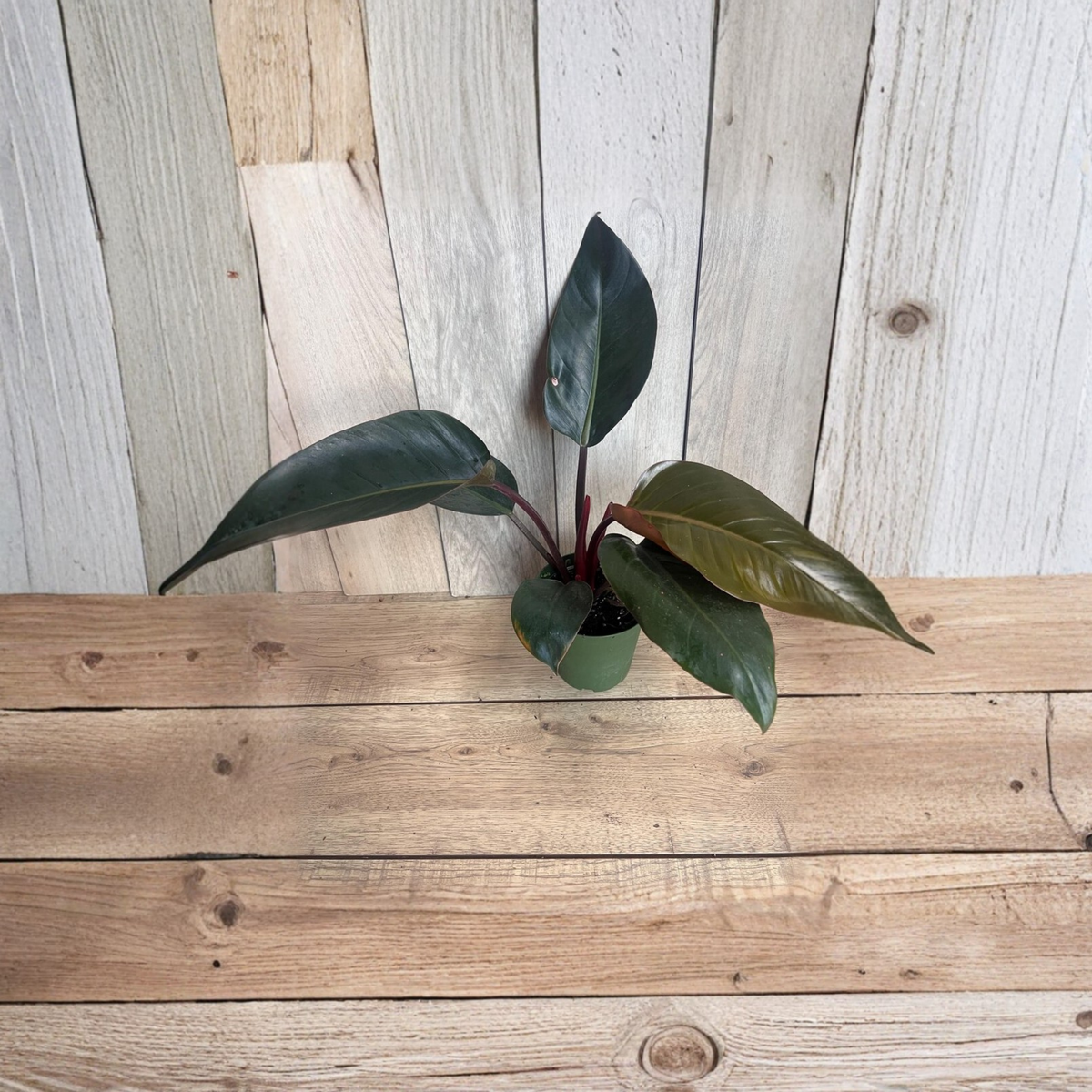 Philodendron Rojo Congo Live Plant, Red Stem Tropical Houseplant, Glossy Green Foliage, Upright Indoor Plant in 6 Inch Pot