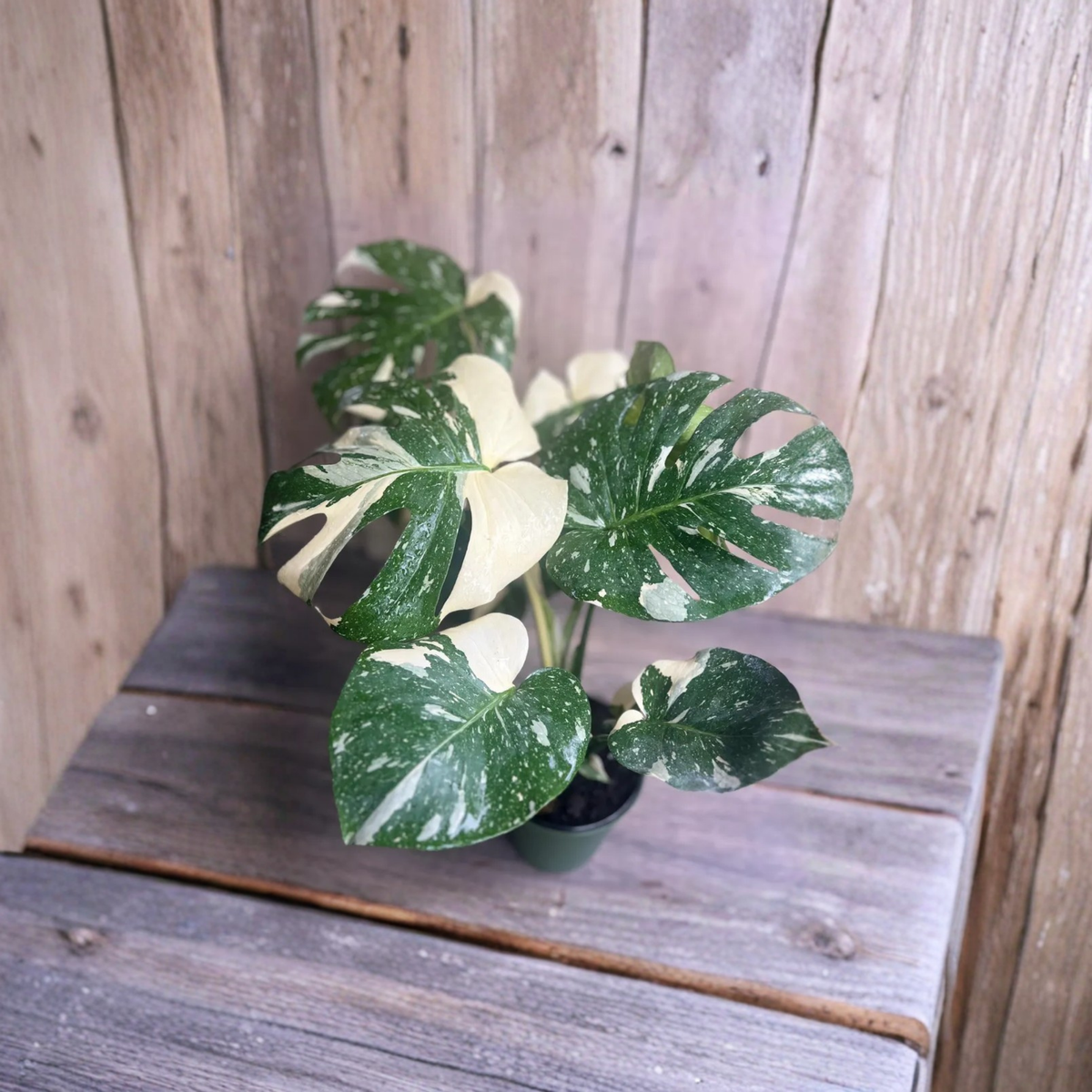 Monstera Thai Constellation Live Plant in 6 Inch Pot, Cream White Variegated Monstera, Rare Tropical Indoor Houseplant