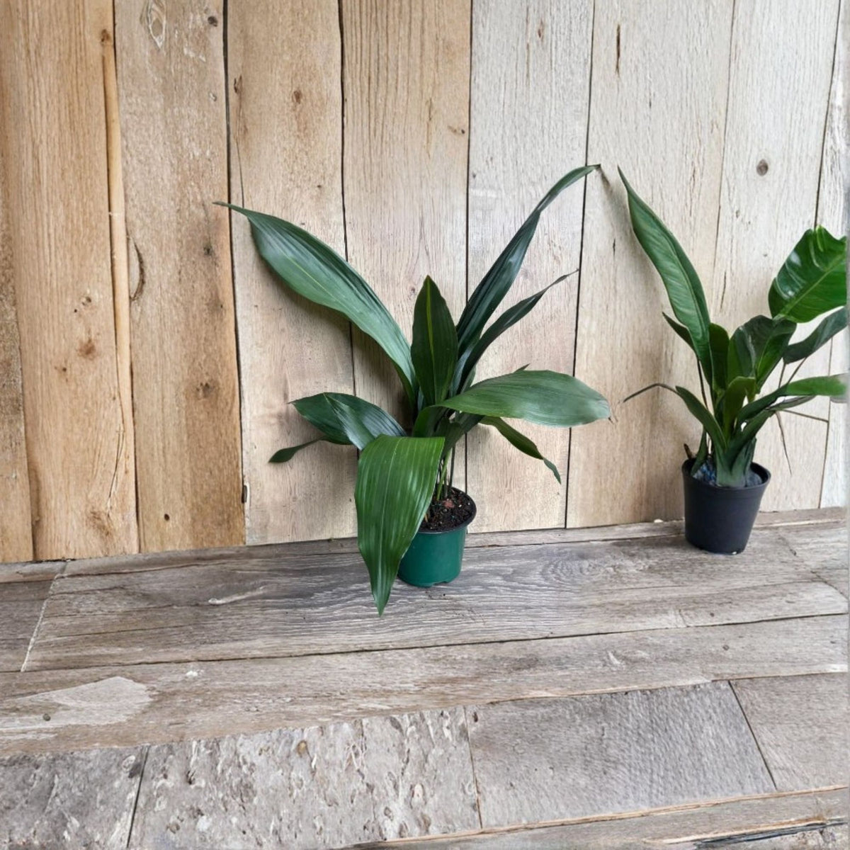 Cast Iron Plant 6" Pot – Aspidistra elatior Low Light Houseplant