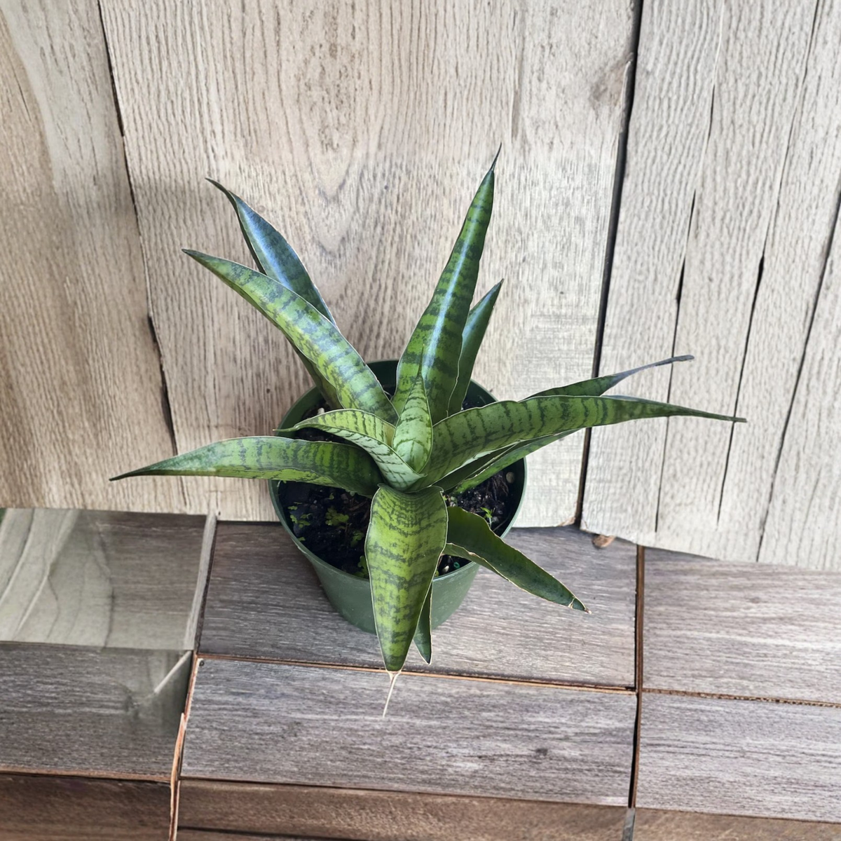 Sansevieria Gabriella Hybrid Live Plant, Snake Plant in 4 Inch Pot, Compact Variegated Houseplant, Easy Care Indoor Succulent
