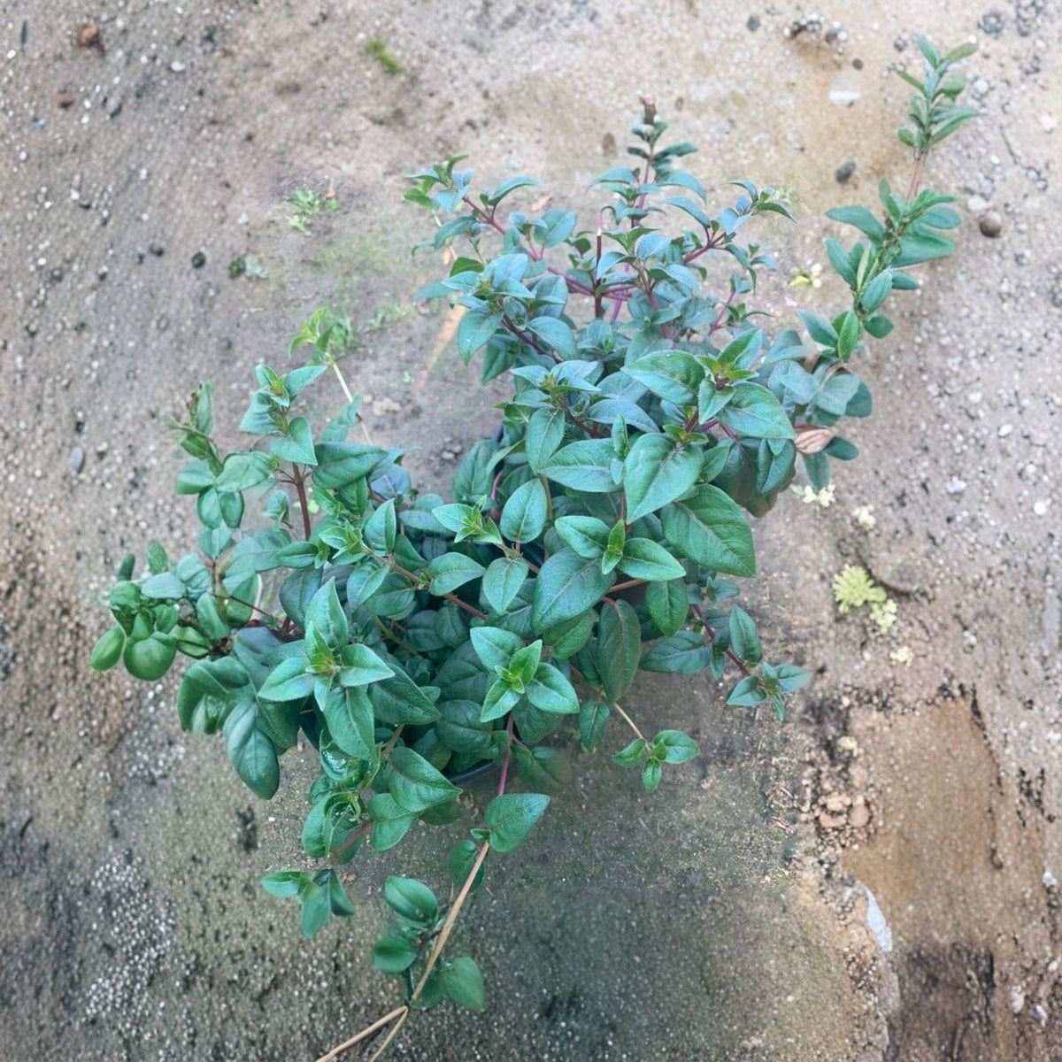 Blue Eyes Fuchsia Live Plant β 1 Foot Tall, 6-Inch Pot