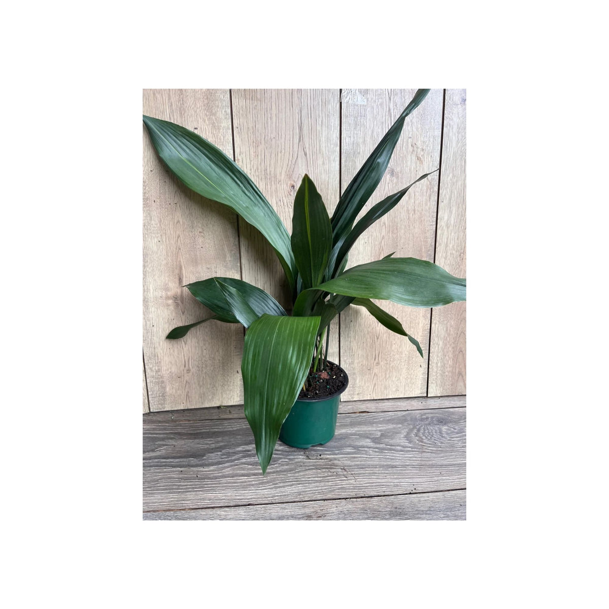 Cast Iron Plant 6" Pot – Aspidistra elatior Low Light Houseplant