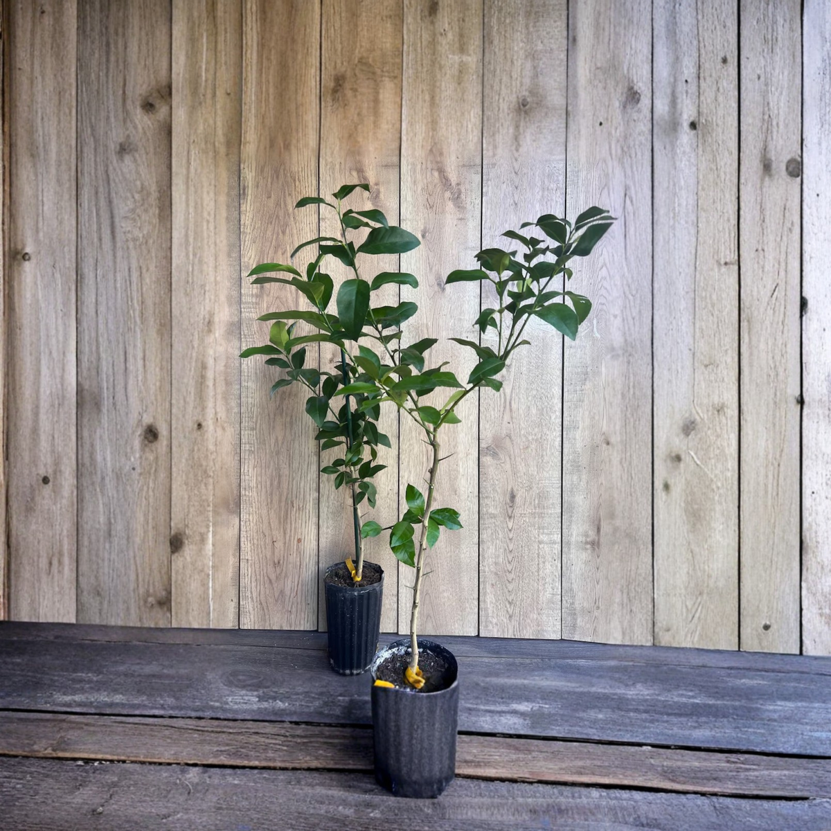Meyer Lemon Live Plant in Half Gallon Pot, Citrus Tree, Sweet Juicy Lemons, Self Pollinating Fruit Tree, Patio Garden Plant