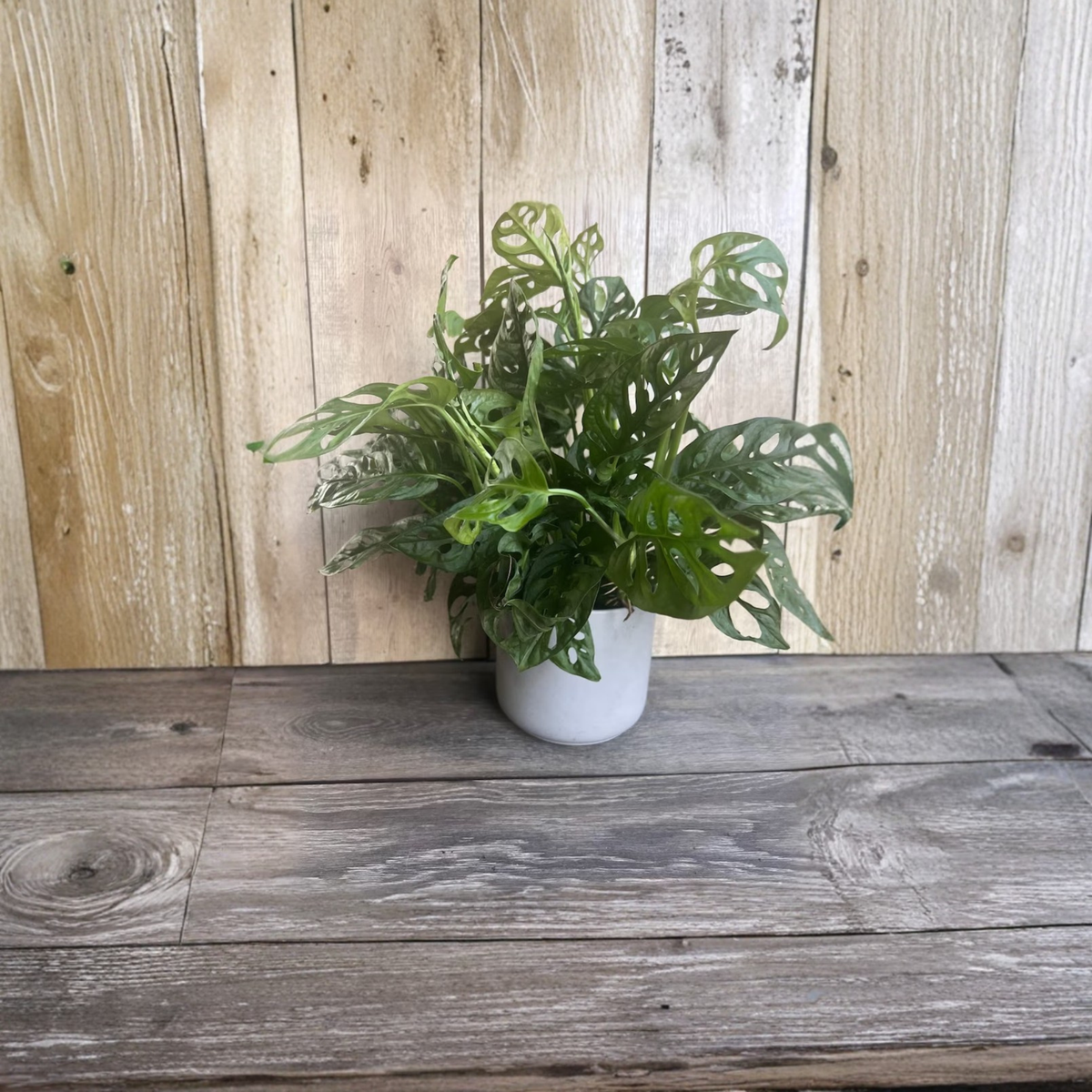 Monstera Adansonii Live Plant in 6 Inch Pot, Swiss Cheese Vine, Tropical Indoor Houseplant, Split Leaf Trailing Plant