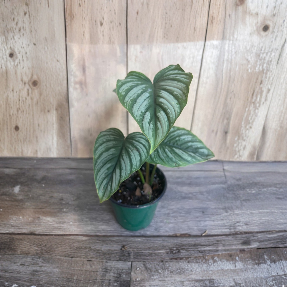 Philodendron Mamei Silver Cloud Live Plant, Silvery Heart Shaped Leaves, Tropical Aroid Houseplant in 5 Inch Pot
