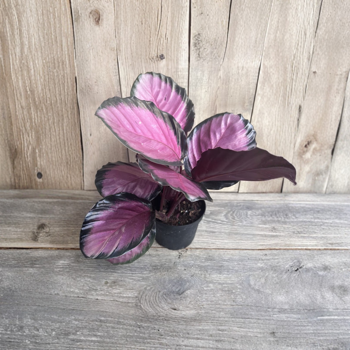 Calathea Pink Star Live Plant in 6 Inch Pot, Pink and Green Foliage Houseplant, Colorful Tropical Indoor Plant, Pet Friendly