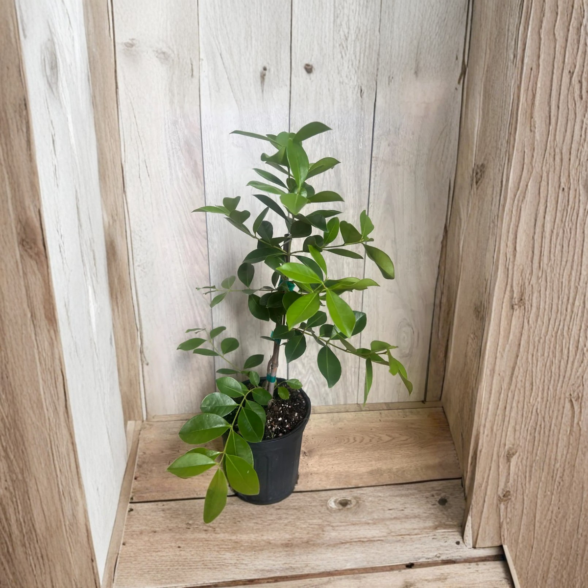 Red Strawberry Guava Live Plant, Psidium Cattleyanum, Ruby Guava Fruit Tree, Tropical Edible Fruit Plant, 4 or 6 Inch Pot