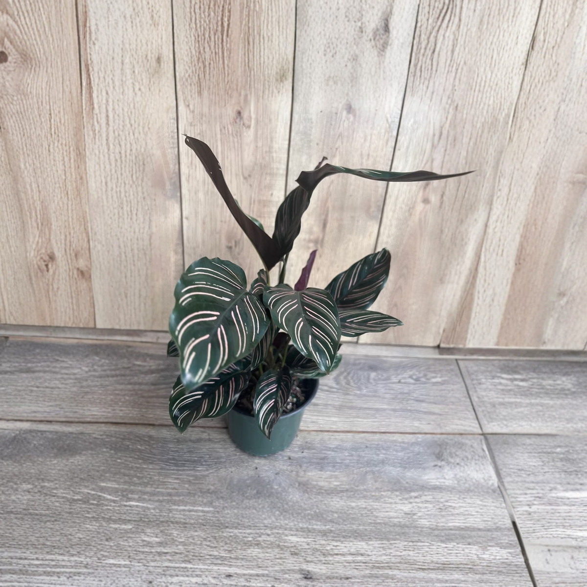 Calathea Ornata Live Plant in 6 Inch Pot, Pinstripe Prayer Plant, Pink Striped Green Leaves, Tropical Indoor Houseplant